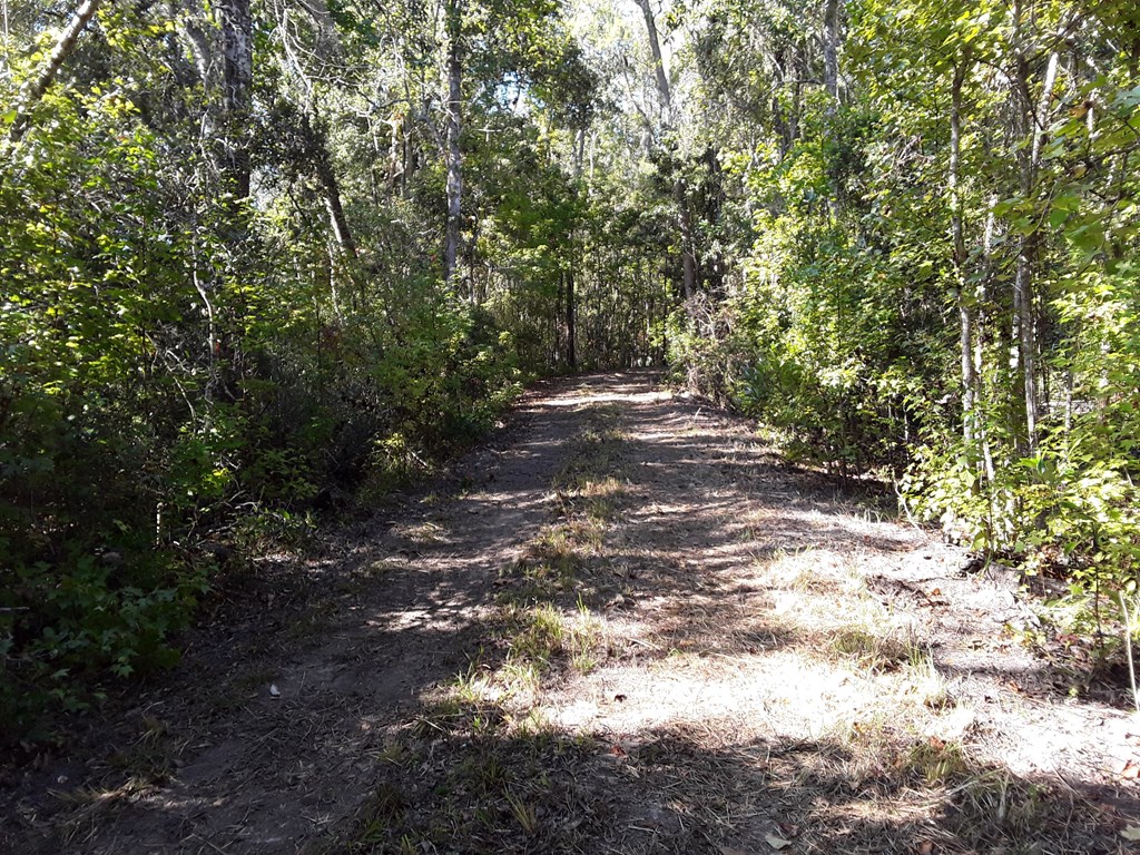 925 Hickory Hammock Road Carrabelle, FL 32322 - Photo 6 of 25 Gallery Image 6