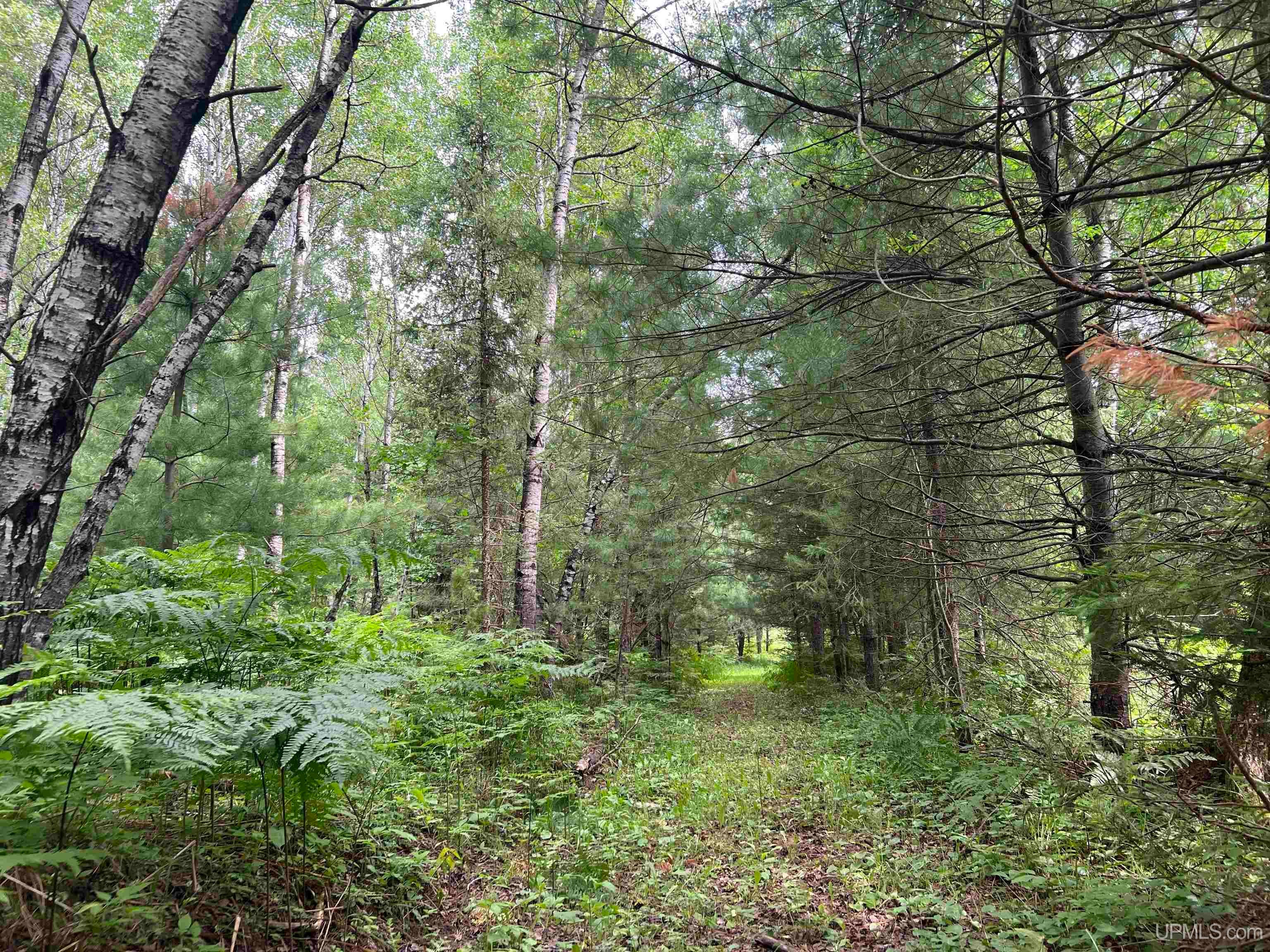 Tbd Leeman Road Felch, MI 49831 - Photo 10 of 84 Gallery Image 10