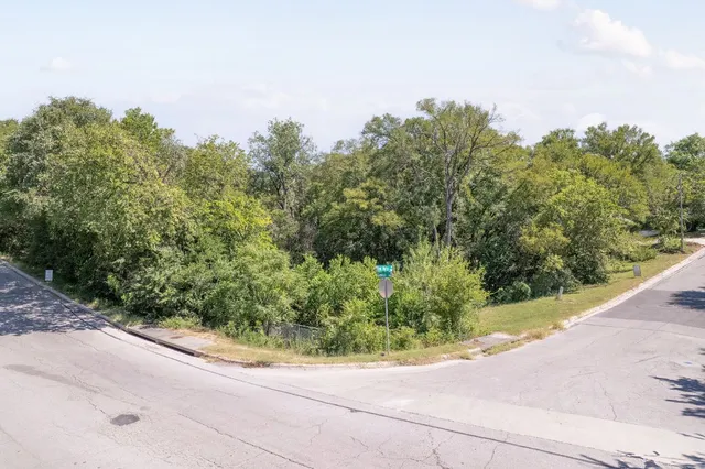a view of a garden with a plant in the background