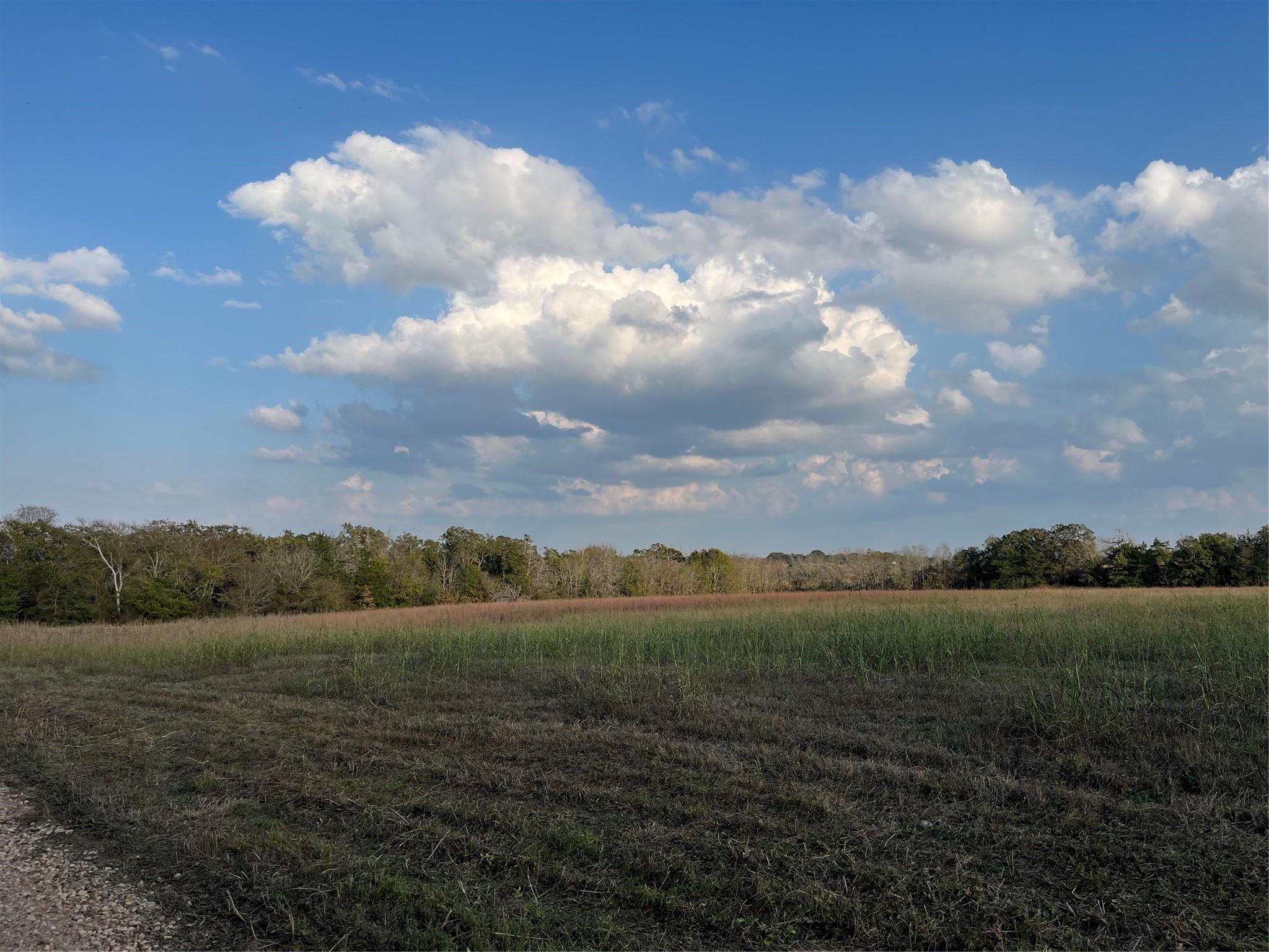 0 Squirrel Road New Ulm, TX 78950 - Photo 2 of 4 a view of a lake in middle of forest