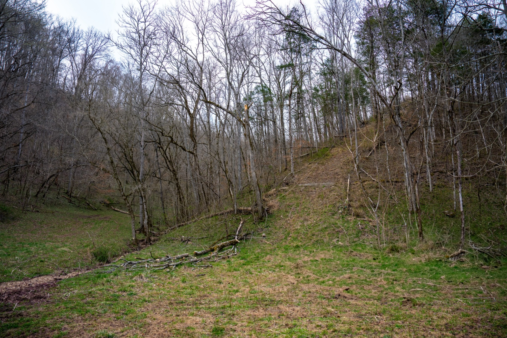 1438 Wartrace Road Pleasant Shade, TN 37145 - Photo 15 of 44 a view of a yard with large trees