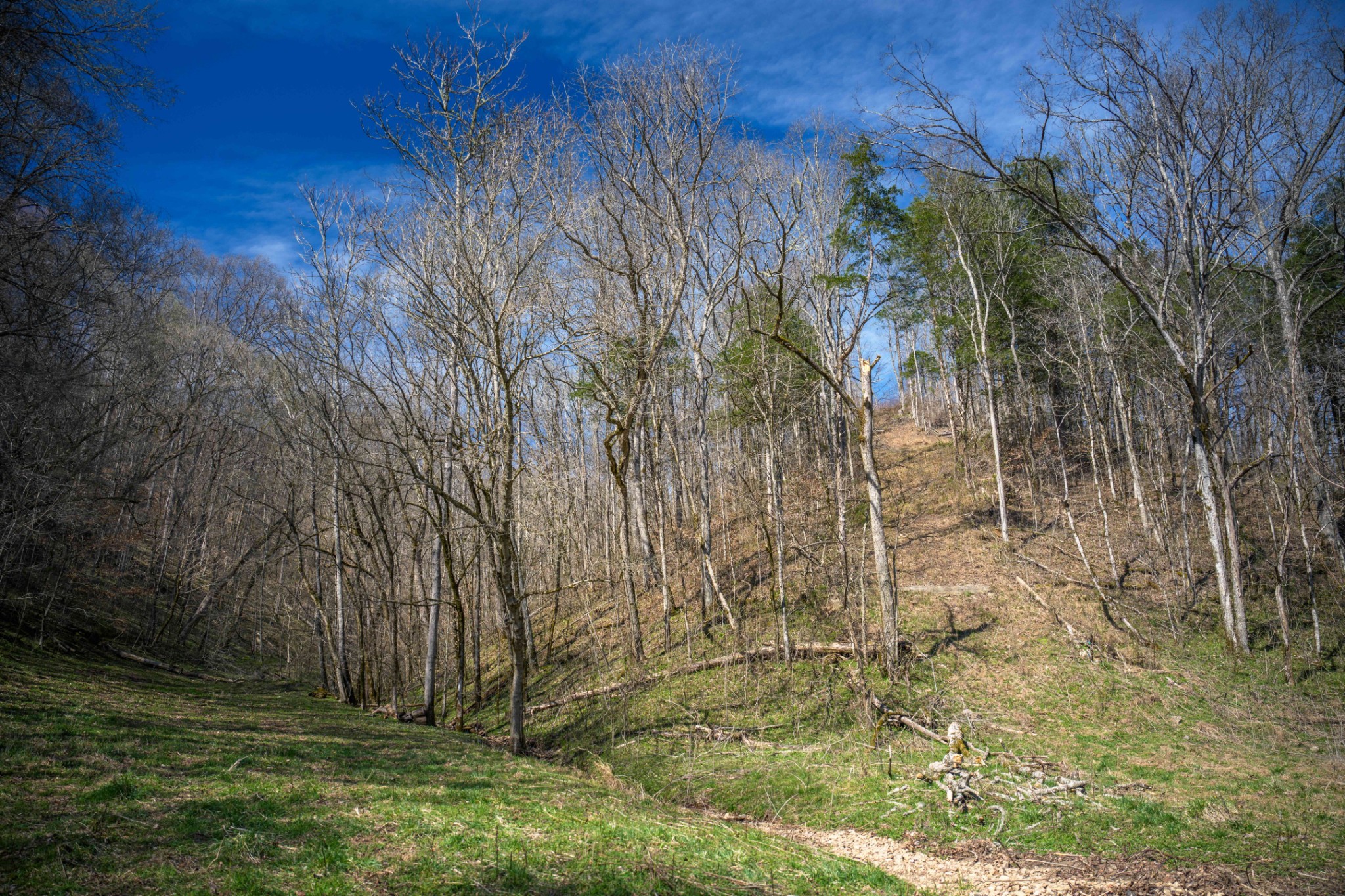 1438 Wartrace Road Pleasant Shade, TN 37145 - Photo 17 of 44 a view of backyard with green space