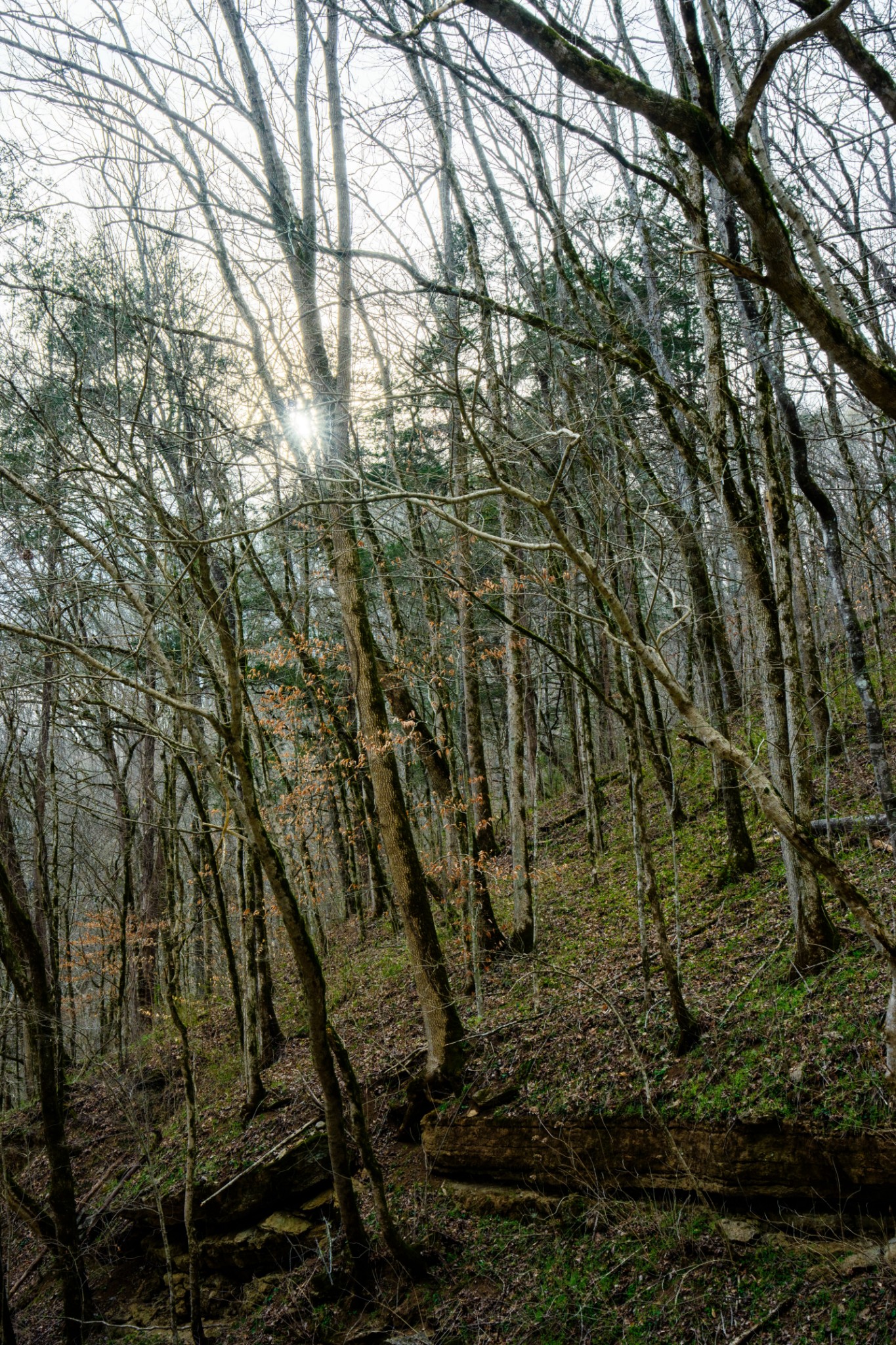 1438 Wartrace Road Pleasant Shade, TN 37145 - Photo 18 of 44 a view of a yard