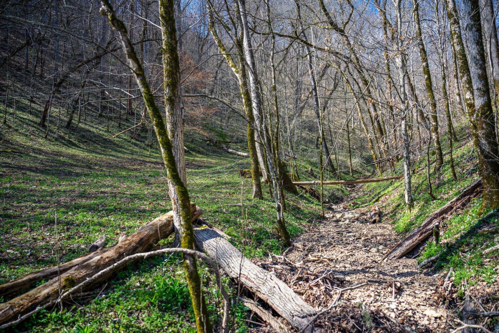 1438 Wartrace Road Pleasant Shade, TN 37145 - Photo 19 of 44 a view of a wooden fence and trees