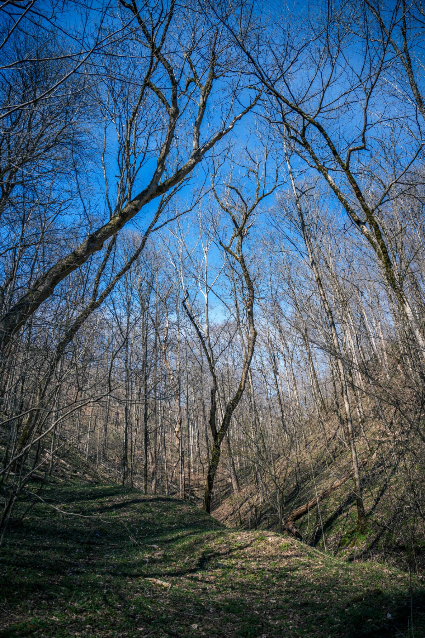 1438 Wartrace Road Pleasant Shade, TN 37145 - Photo 20 of 44 a backyard of a house with lots of green space
