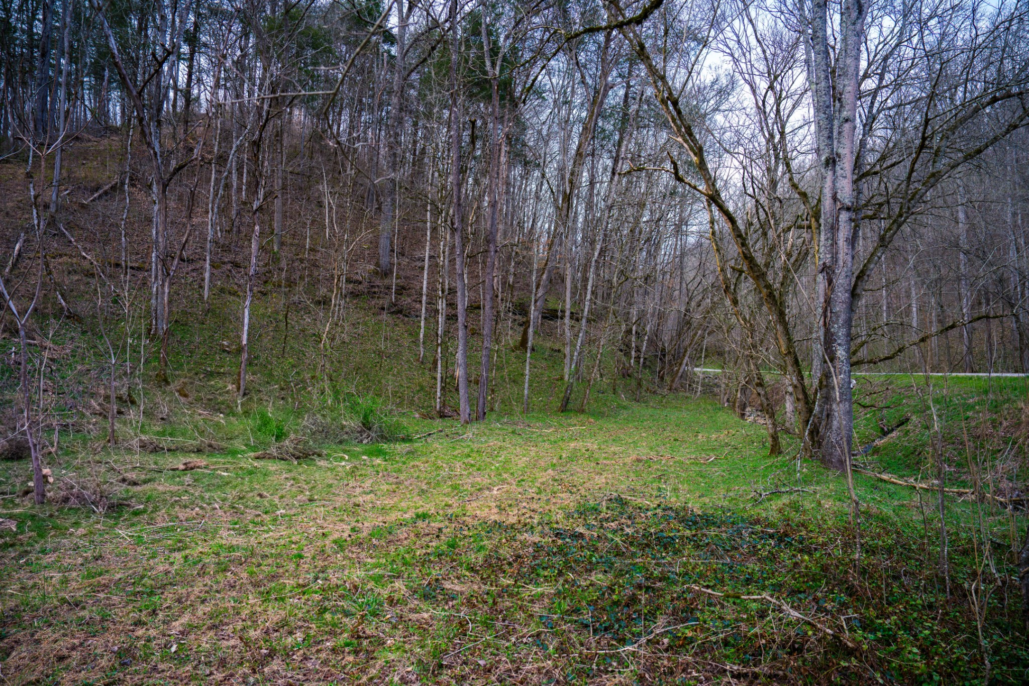 1438 Wartrace Road Pleasant Shade, TN 37145 - Photo 2 of 44 a view of a lush green forest