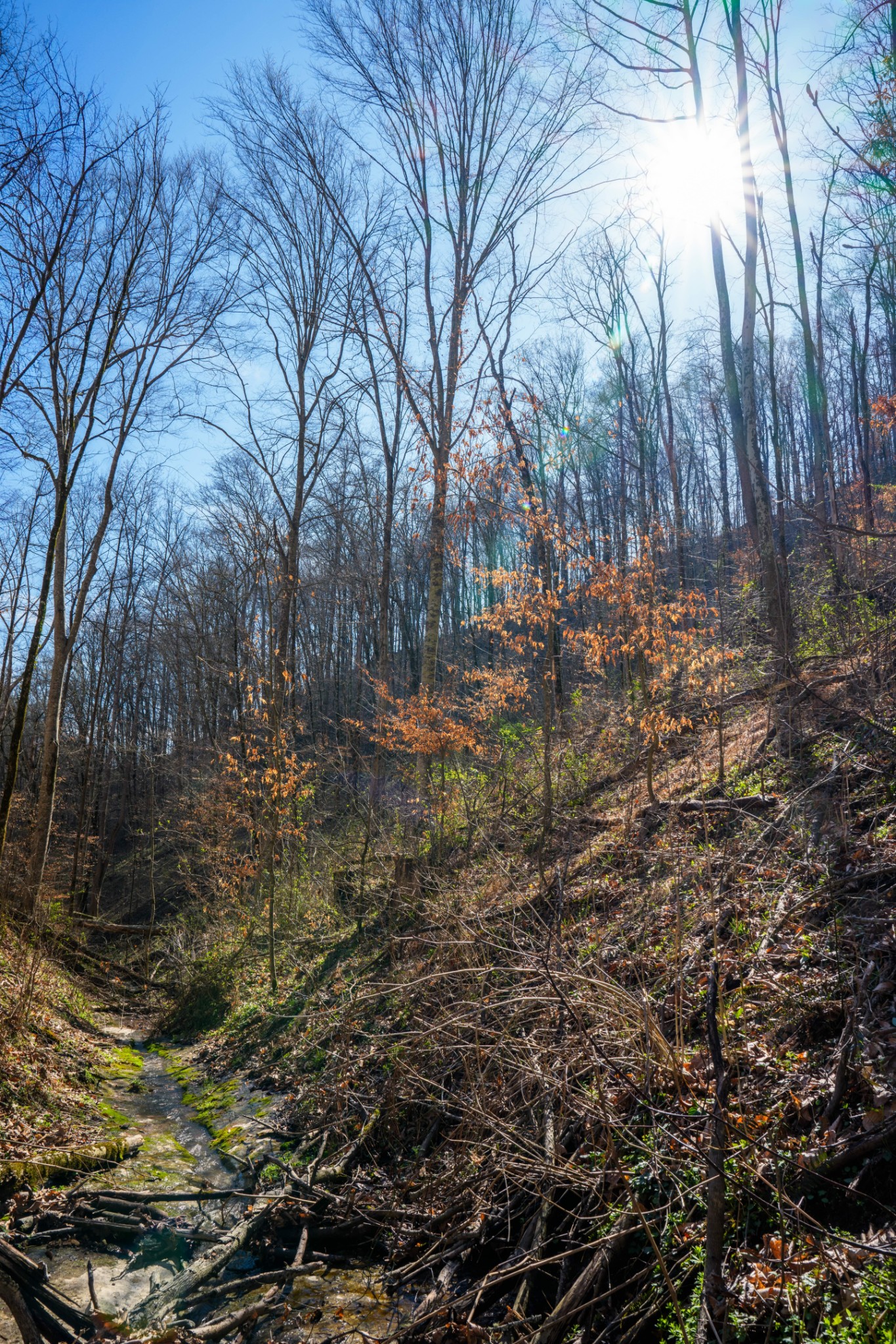 1438 Wartrace Road Pleasant Shade, TN 37145 - Photo 21 of 44 a view of yard