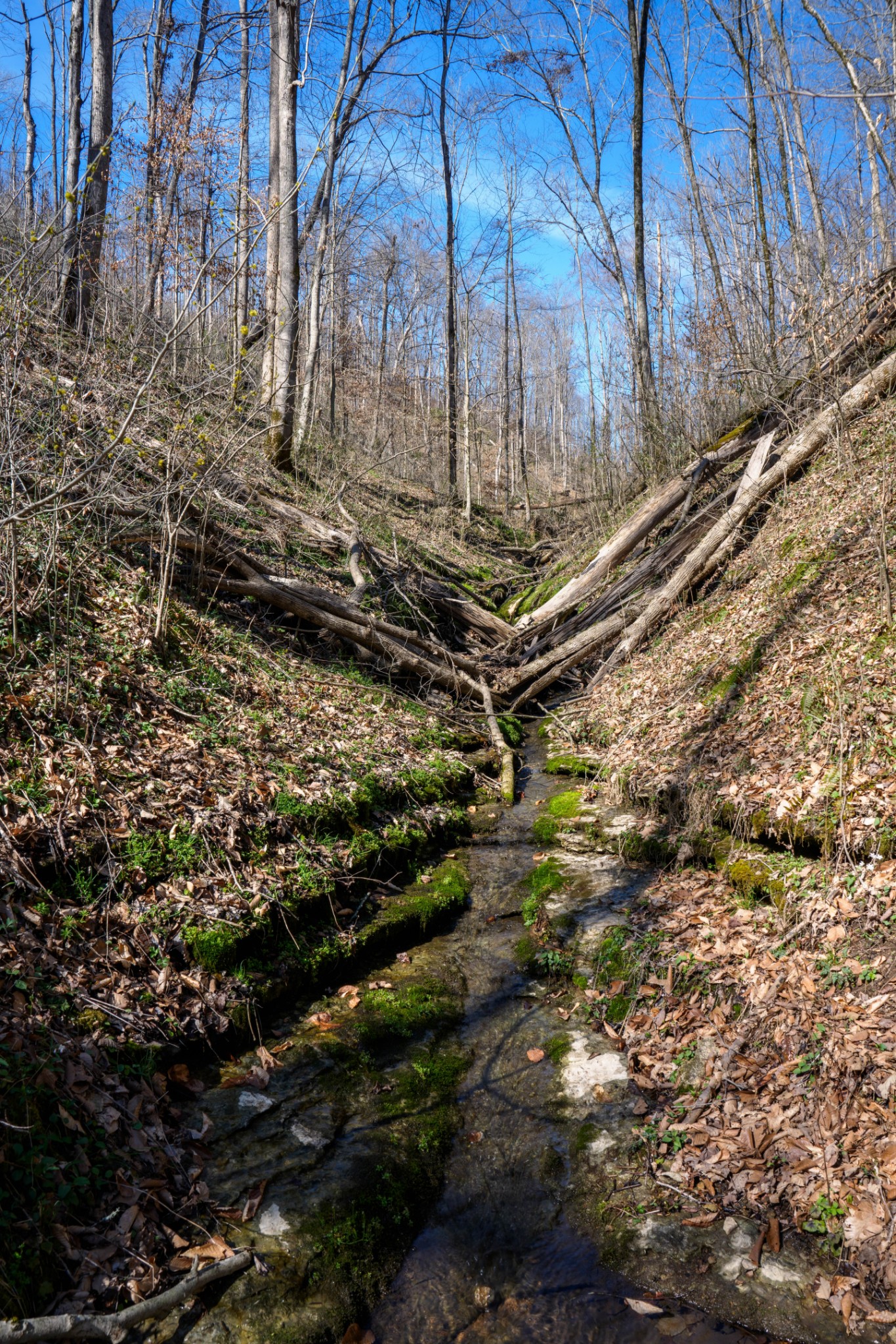 1438 Wartrace Road Pleasant Shade, TN 37145 - Photo 22 of 44 a backyard of a house