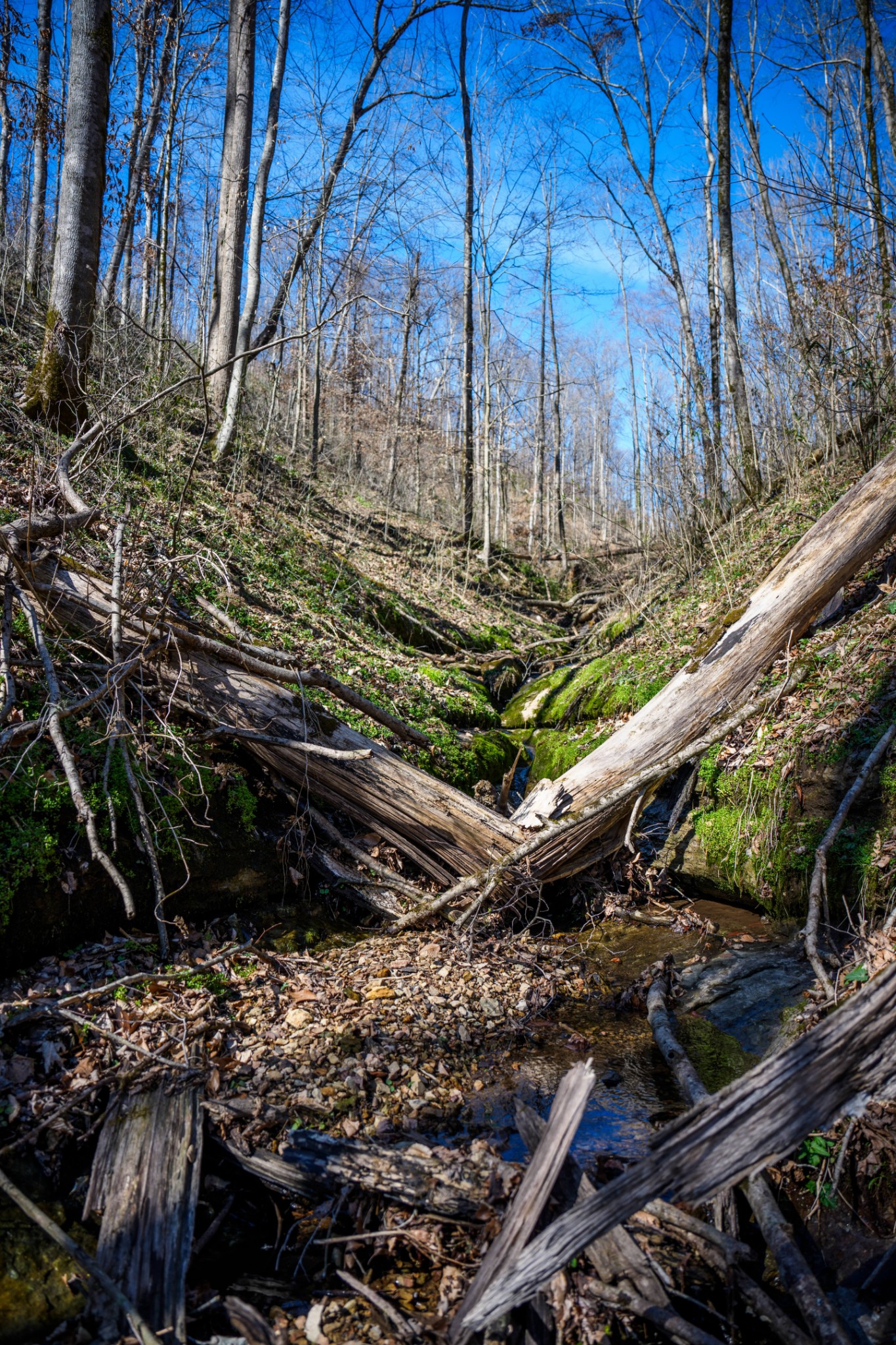 1438 Wartrace Road Pleasant Shade, TN 37145 - Photo 24 of 44 a view of a backyard with chairs