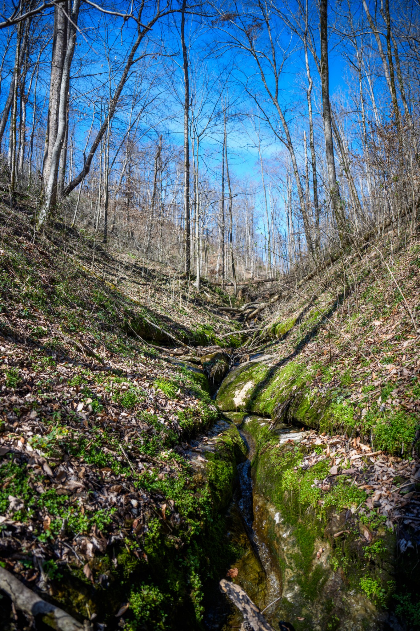 1438 Wartrace Road Pleasant Shade, TN 37145 - Photo 25 of 44 a view of a yard with plants