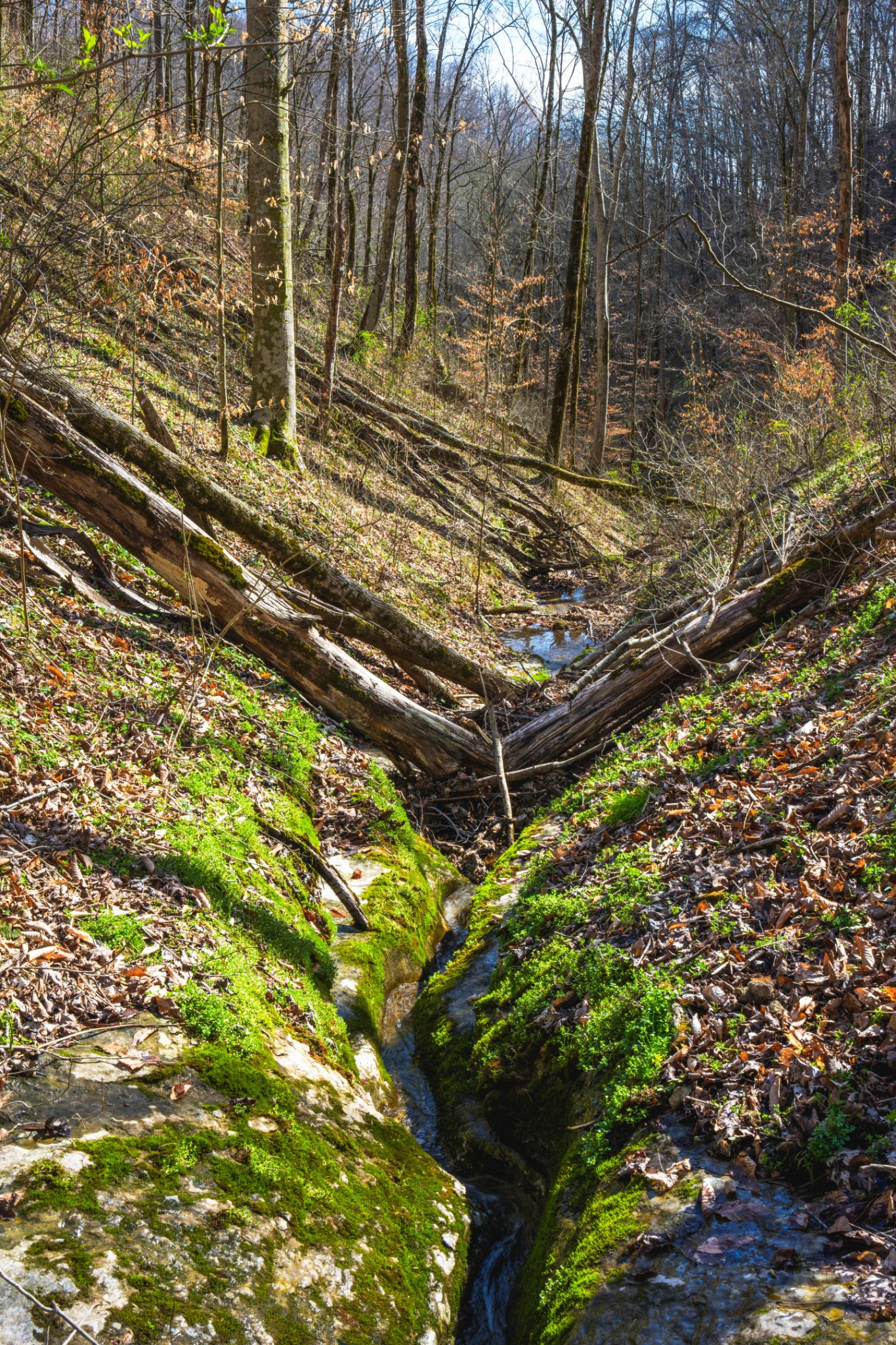 1438 Wartrace Road Pleasant Shade, TN 37145 - Photo 26 of 44 a view of a yard with plants