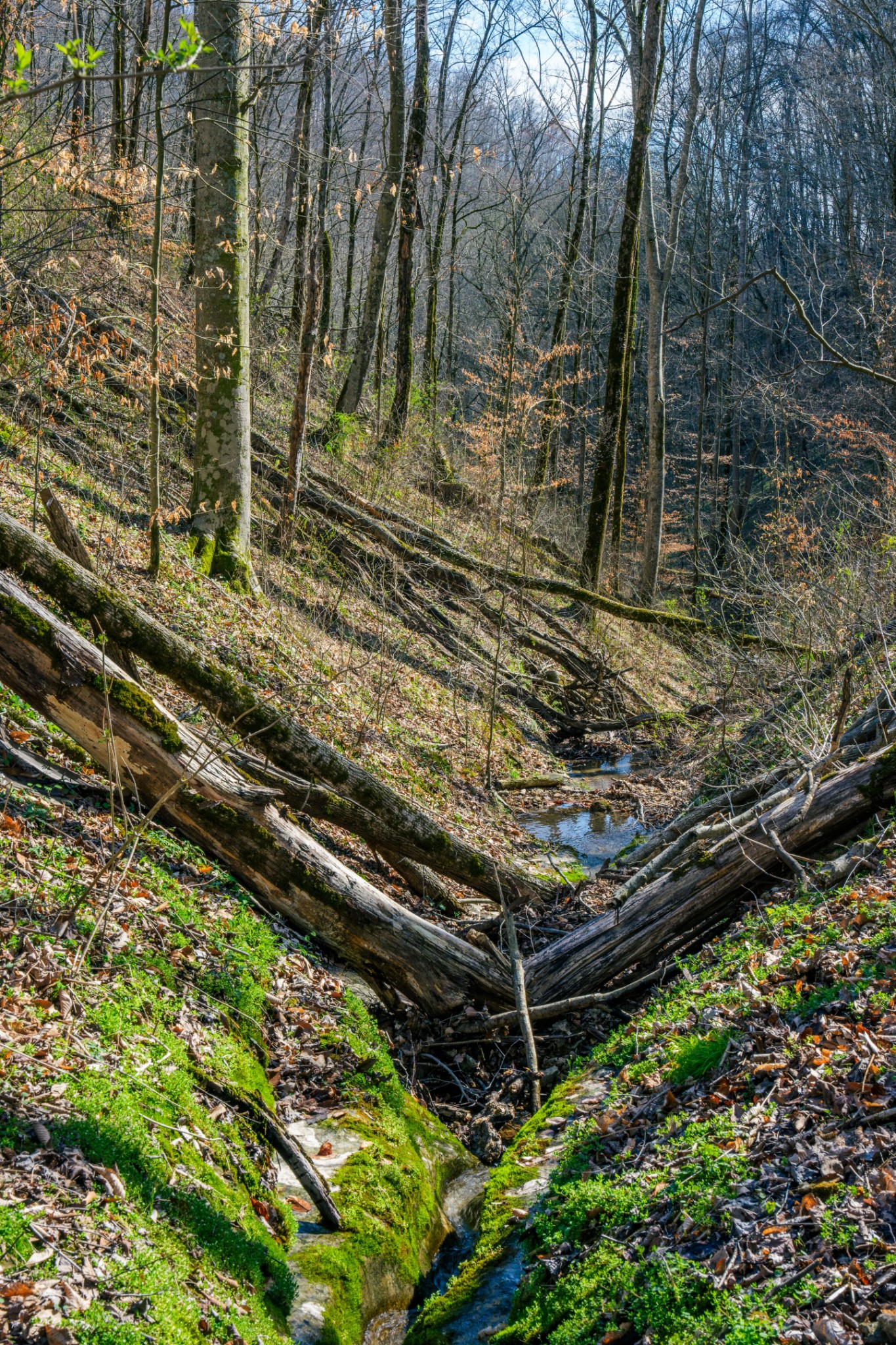 1438 Wartrace Road Pleasant Shade, TN 37145 - Photo 27 of 44 a view of a backyard with a area