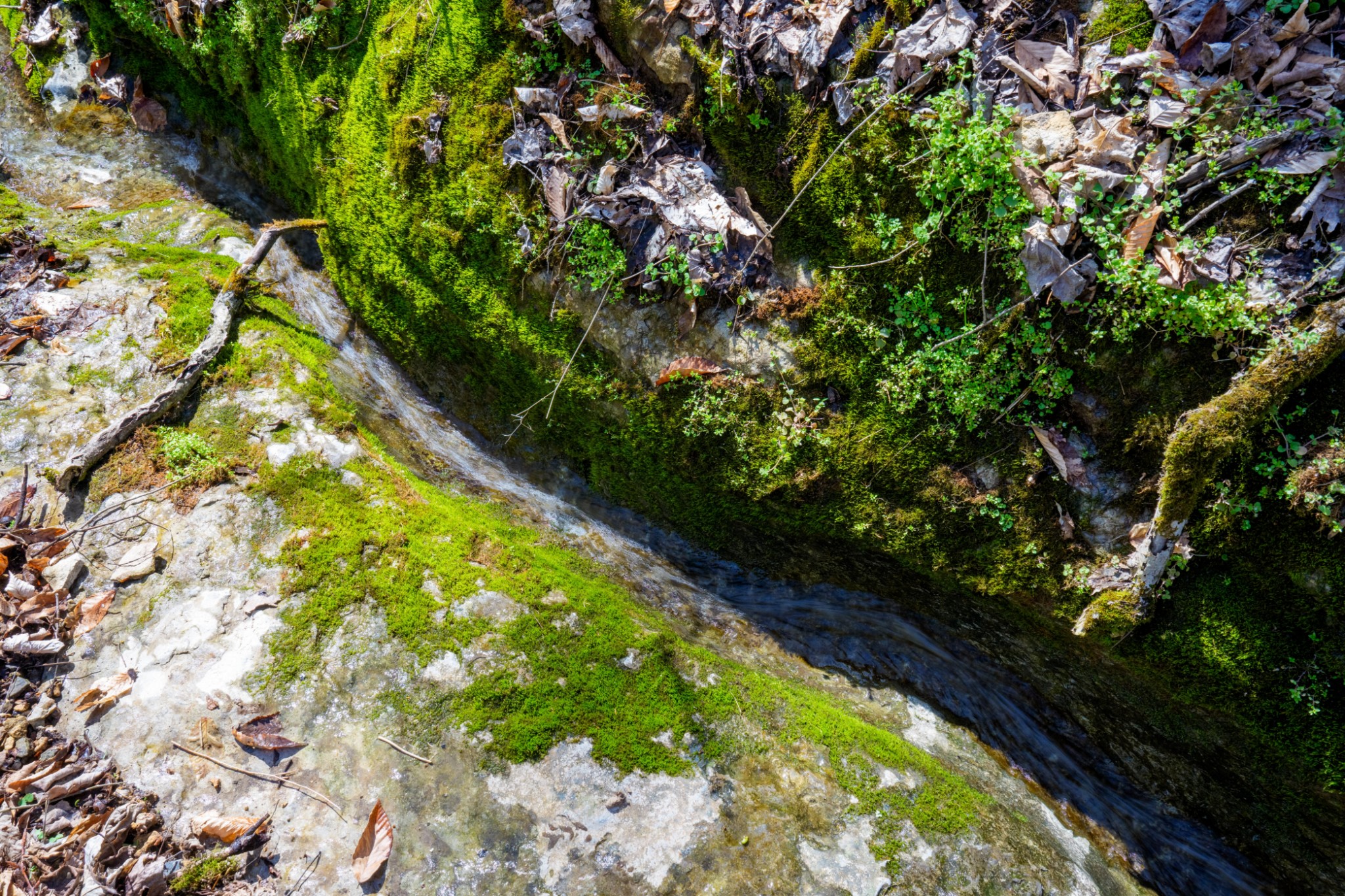 1438 Wartrace Road Pleasant Shade, TN 37145 - Photo 28 of 44 a view of a garden
