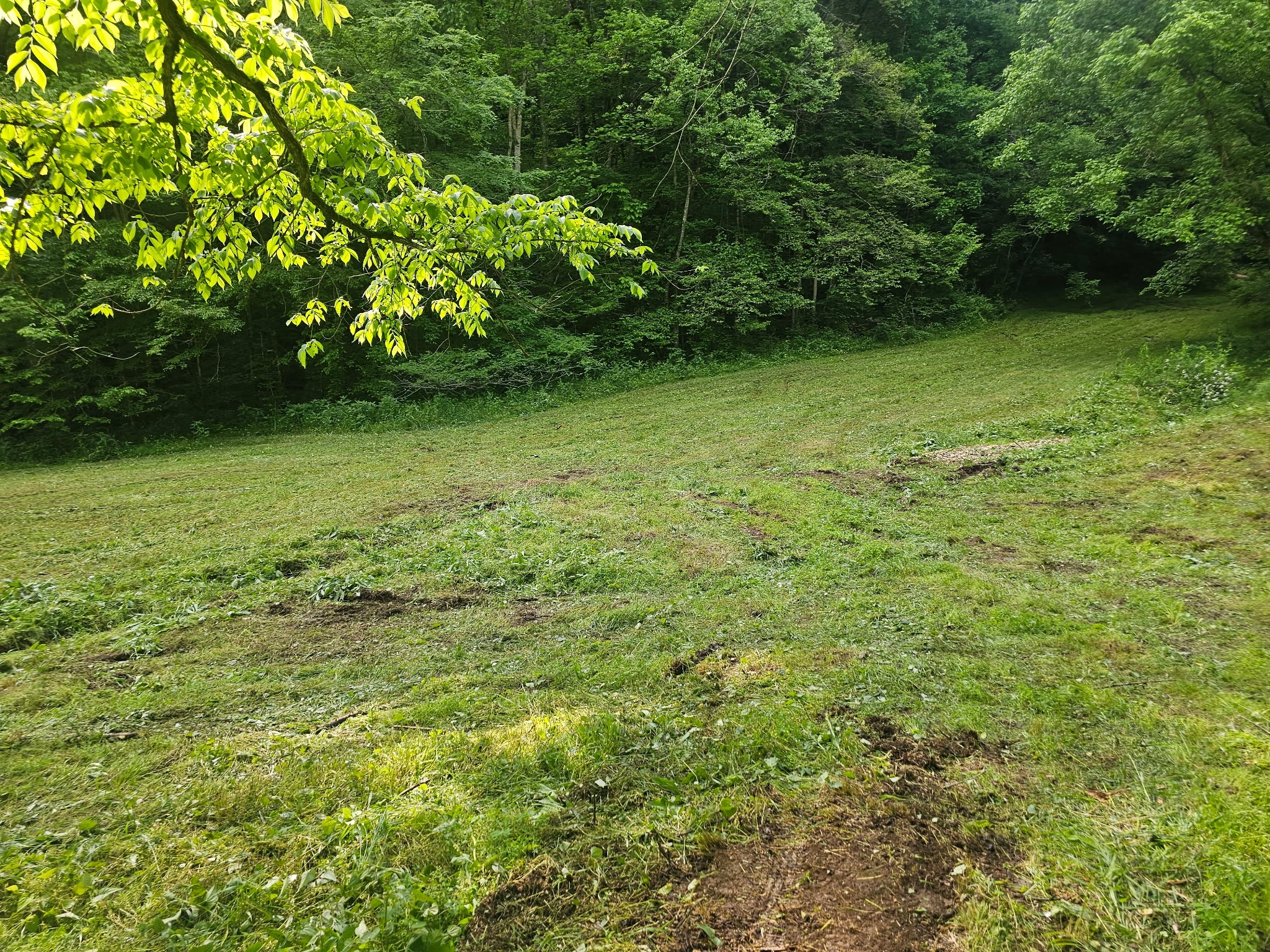 1438 Wartrace Road Pleasant Shade, TN 37145 - Photo 3 of 44 a view of a green yard