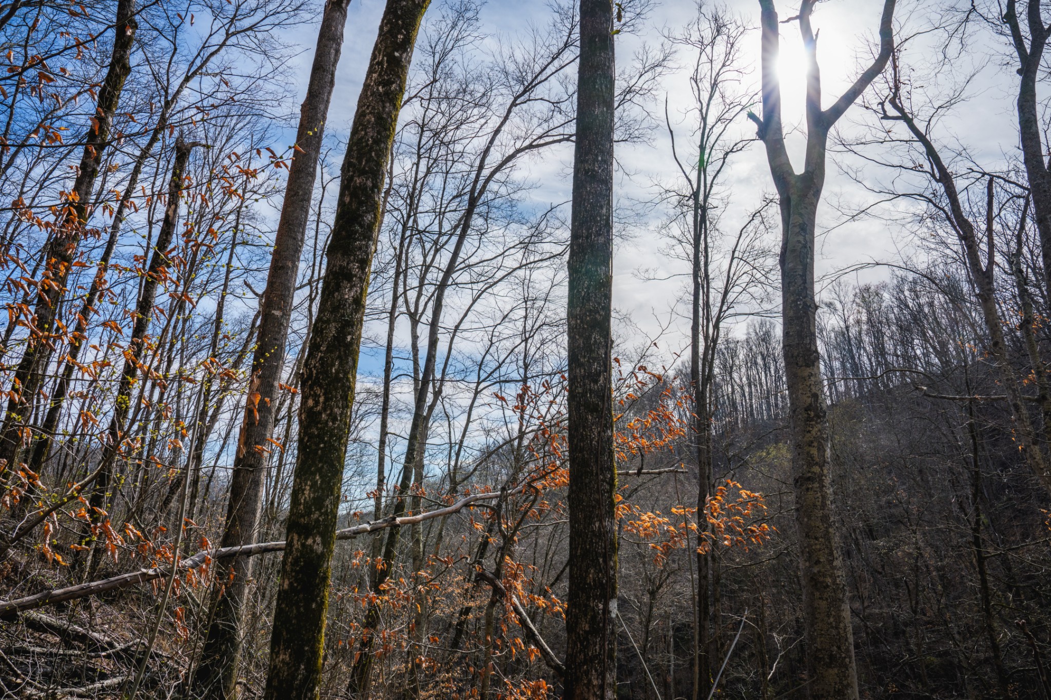 1438 Wartrace Road Pleasant Shade, TN 37145 - Photo 32 of 44 a view of outdoor space