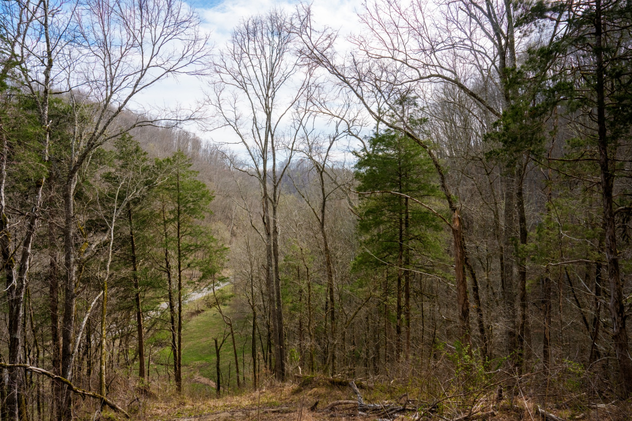 1438 Wartrace Road Pleasant Shade, TN 37145 - Photo 33 of 44 a view of a forest