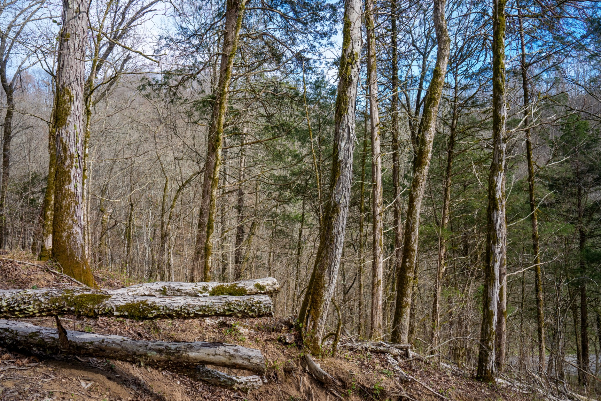 1438 Wartrace Road Pleasant Shade, TN 37145 - Photo 34 of 44 a view of a house with a yard