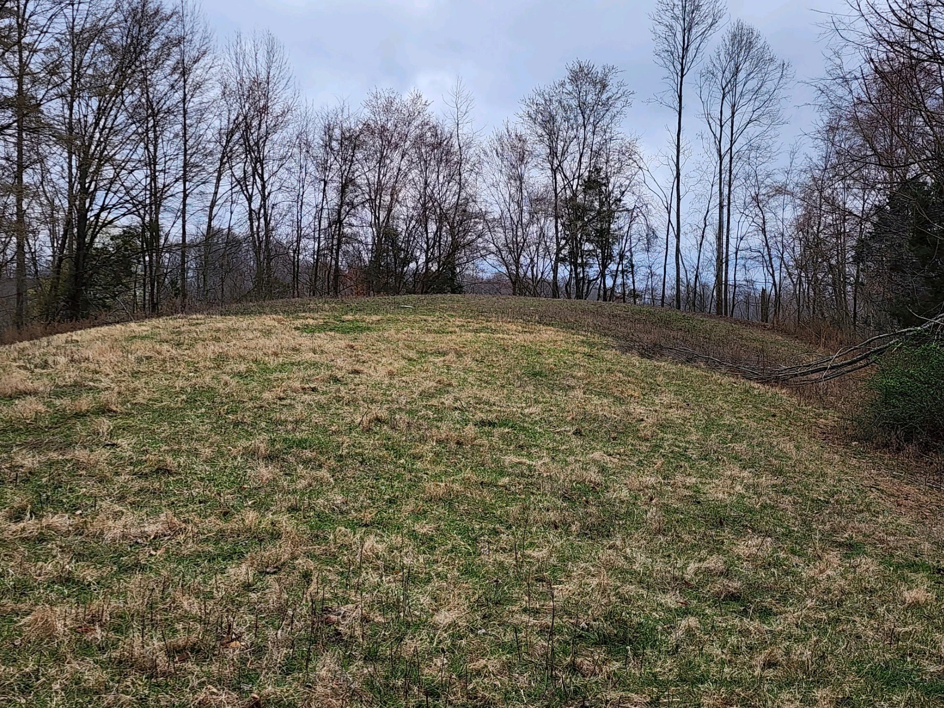 1438 Wartrace Road Pleasant Shade, TN 37145 - Photo 35 of 44 a view of a yard with trees