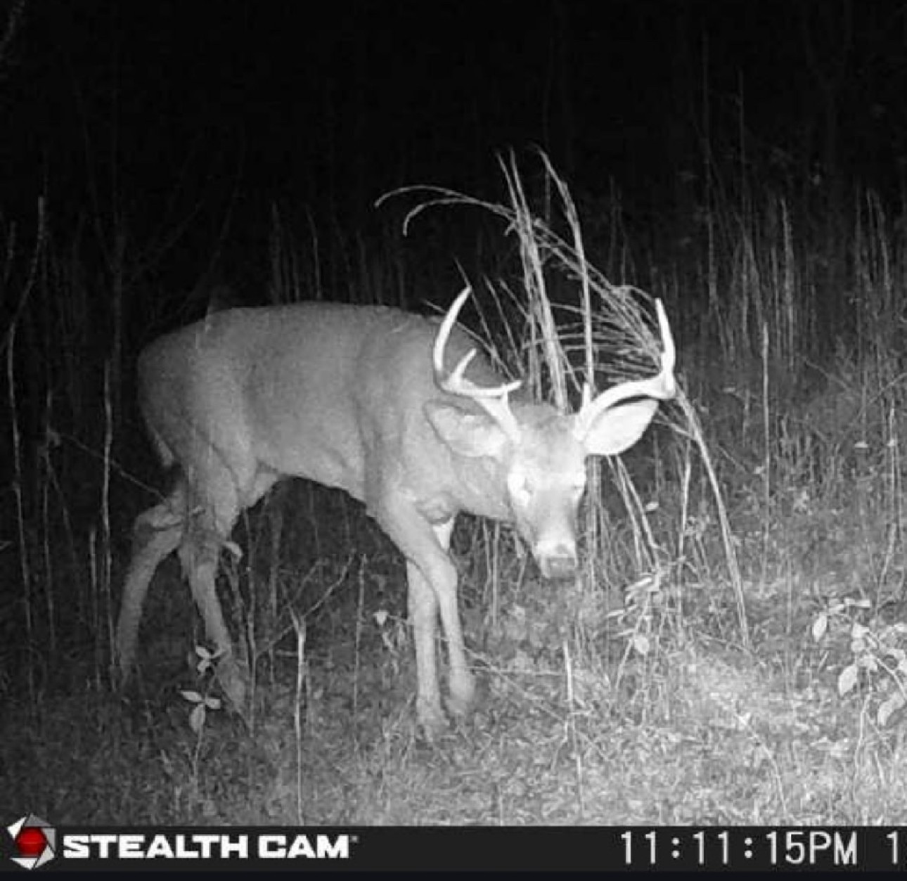 1438 Wartrace Road Pleasant Shade, TN 37145 - Photo 36 of 44