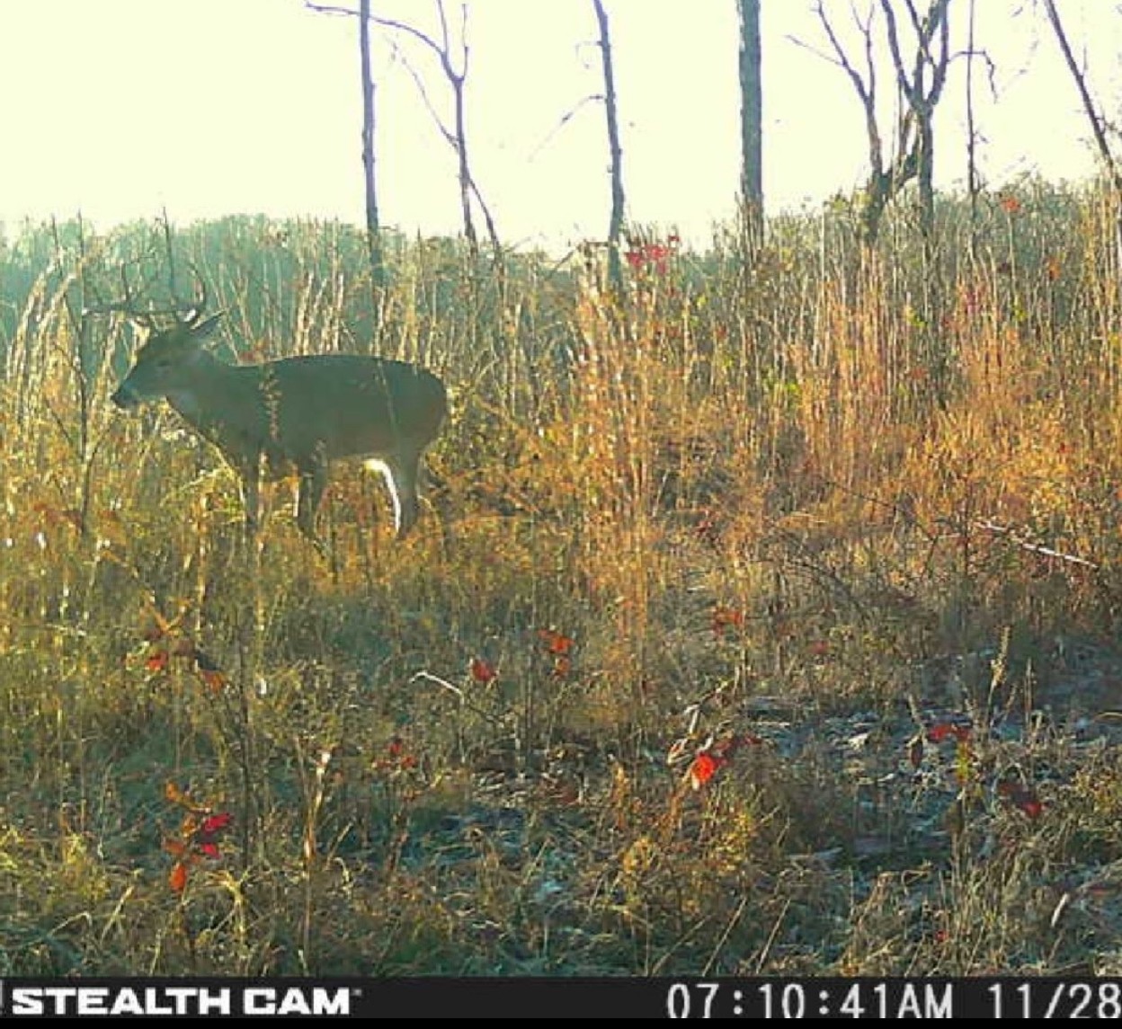 1438 Wartrace Road Pleasant Shade, TN 37145 - Photo 37 of 44 a view of outdoor space and mountain view