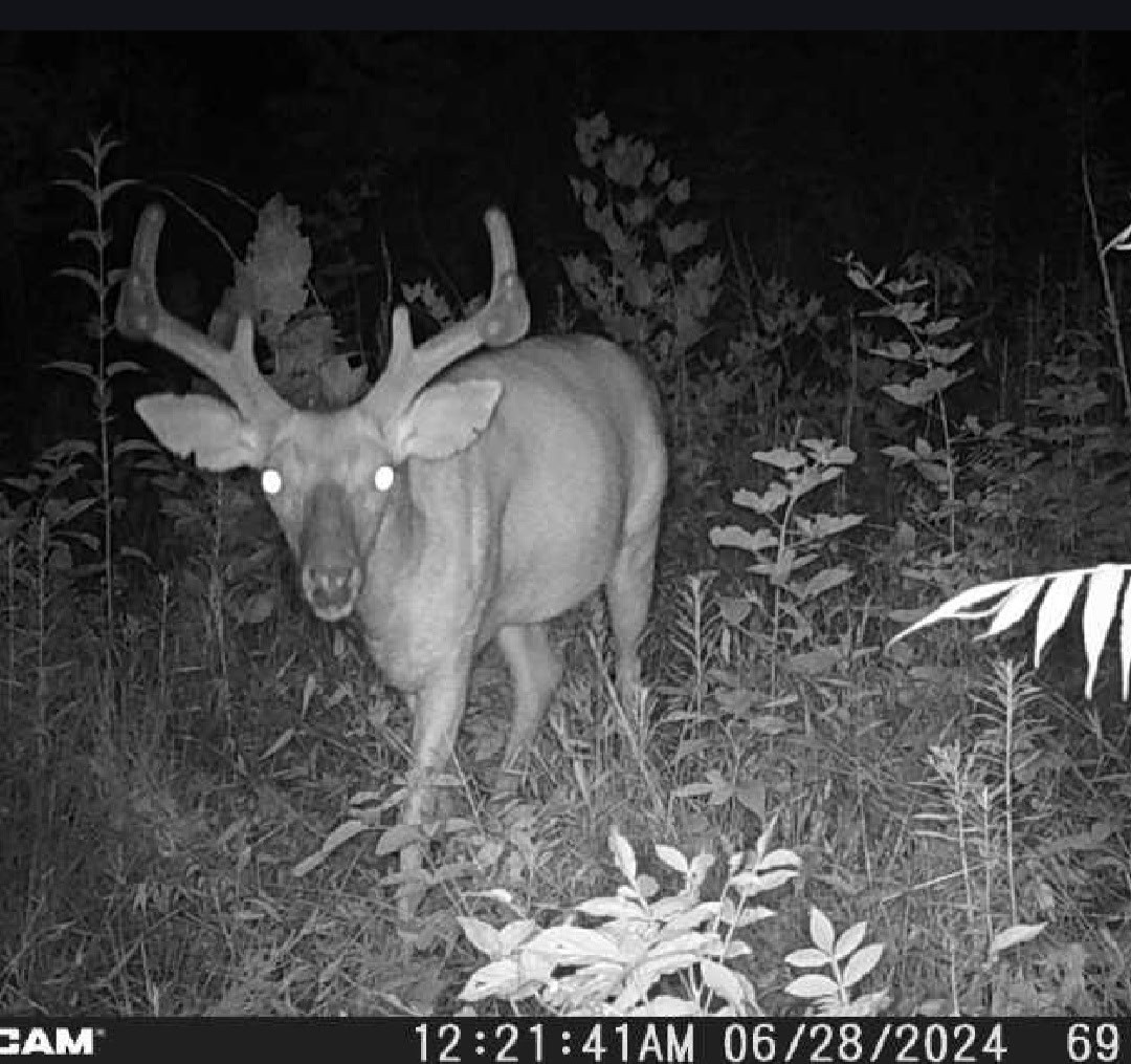 1438 Wartrace Road Pleasant Shade, TN 37145 - Photo 38 of 44