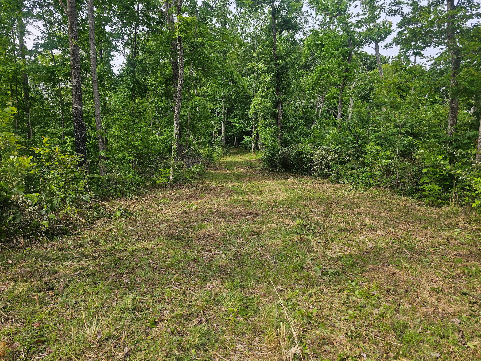1438 Wartrace Road Pleasant Shade, TN 37145 - Photo 39 of 44 a view of a yard with a trees