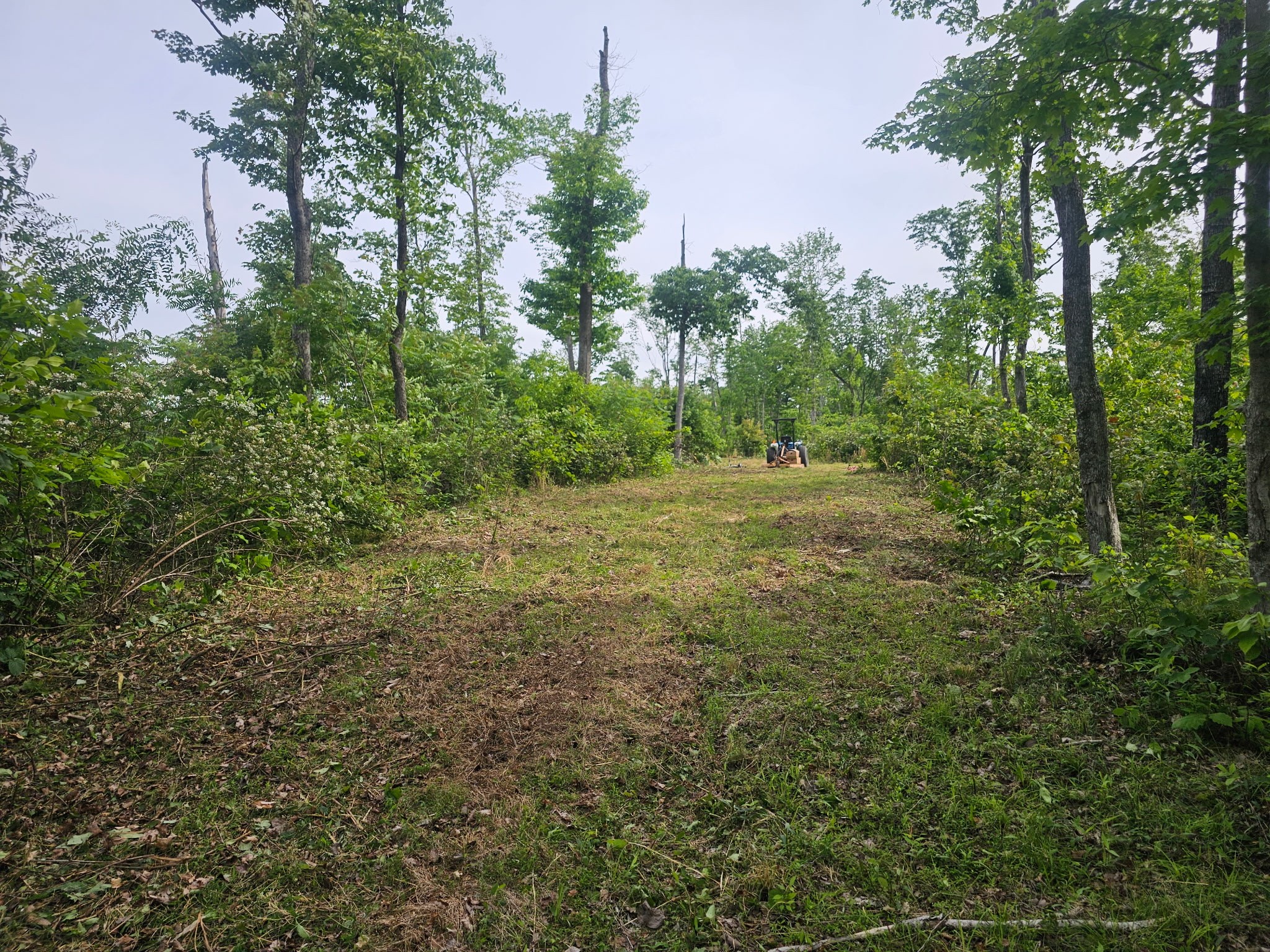 1438 Wartrace Road Pleasant Shade, TN 37145 - Photo 40 of 44 a view of a field with trees in the background