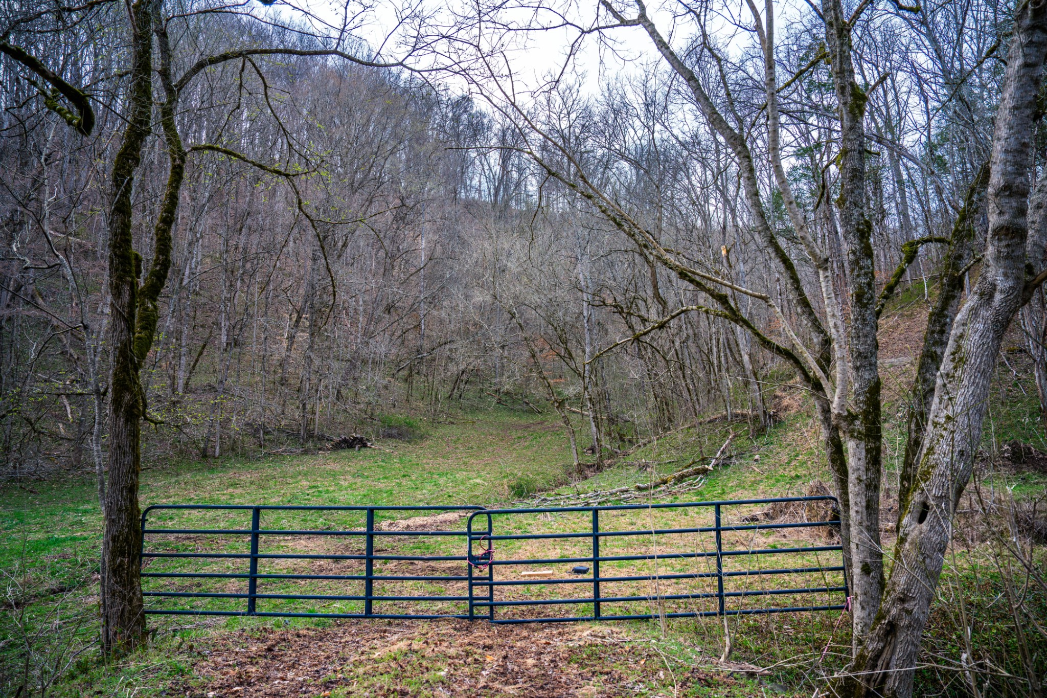1438 Wartrace Road Pleasant Shade, TN 37145 - Photo 4 of 44 a view of a bench in a forest