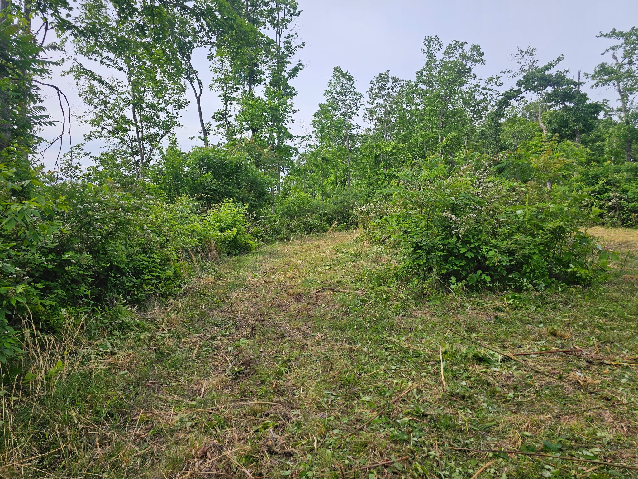 1438 Wartrace Road Pleasant Shade, TN 37145 - Photo 41 of 44 a view of a lush green forest