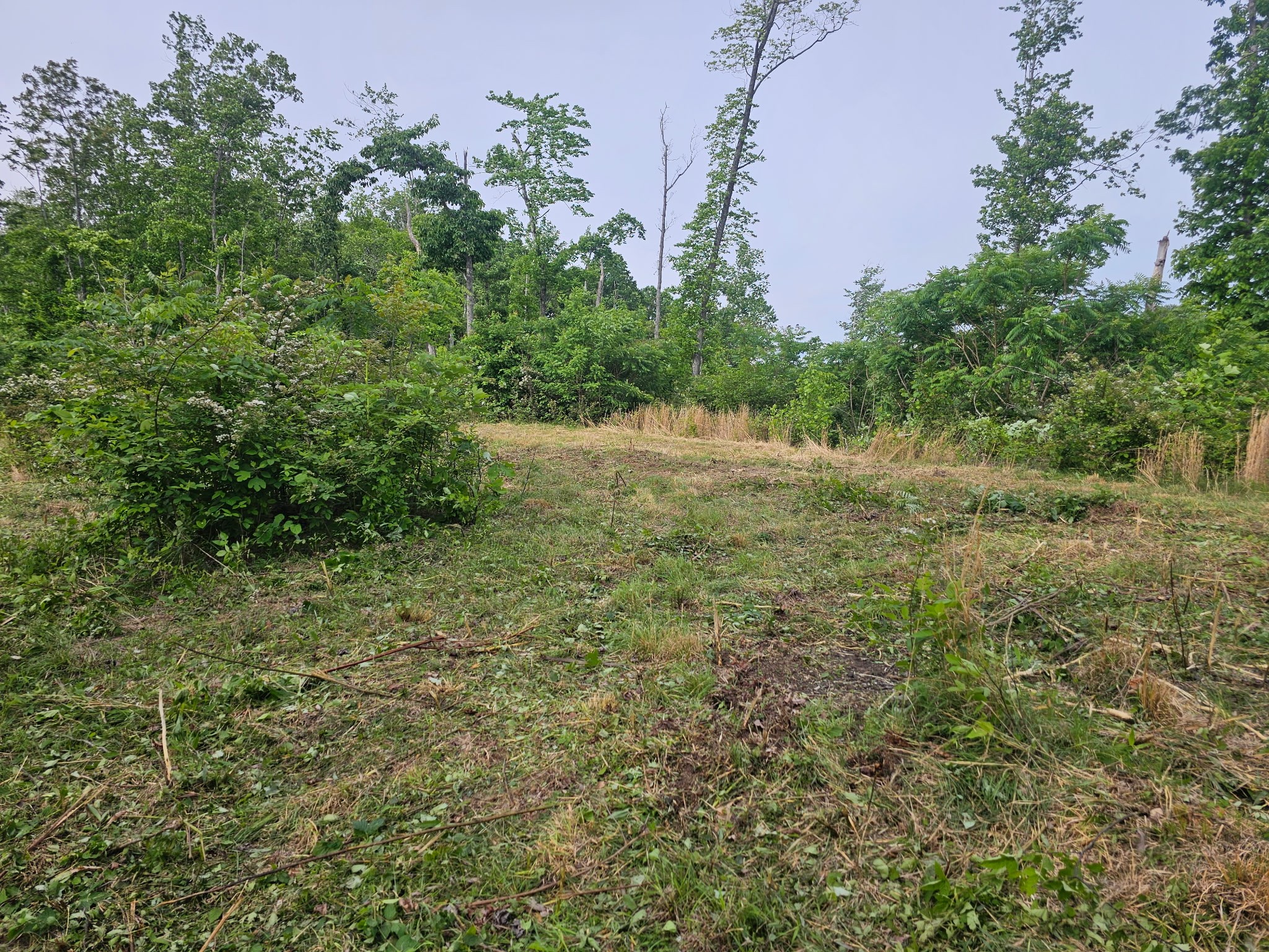 1438 Wartrace Road Pleasant Shade, TN 37145 - Photo 42 of 44 a view of outdoor space and trees
