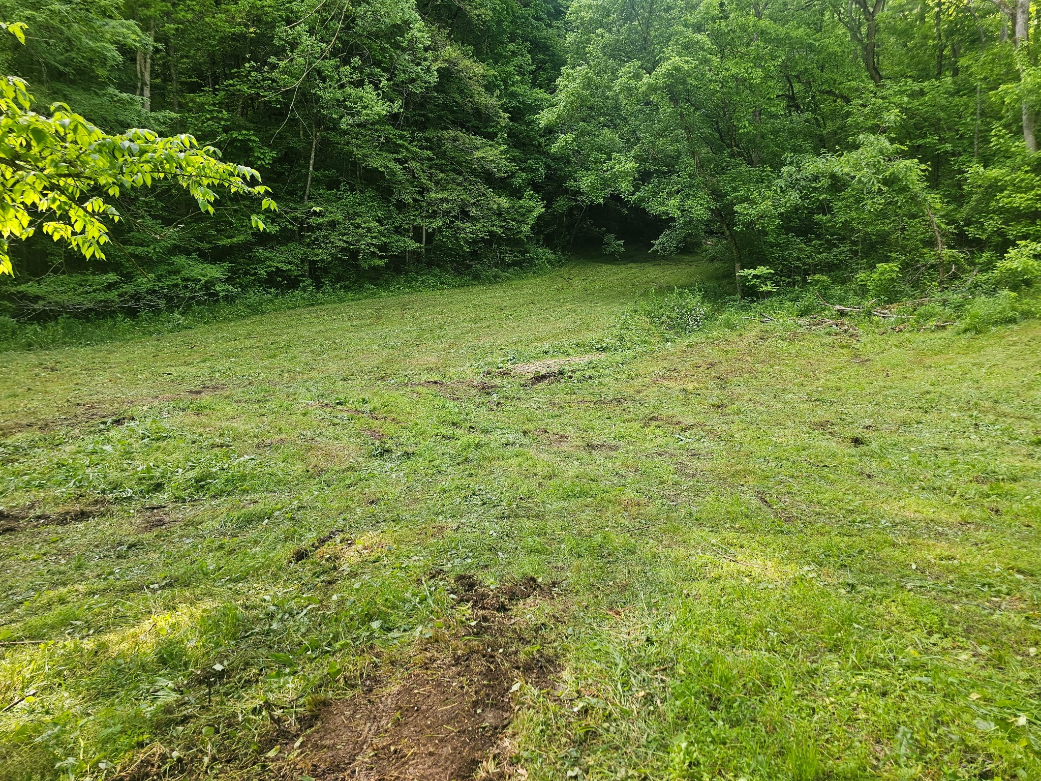1438 Wartrace Road Pleasant Shade, TN 37145 - Photo 44 of 44 a view of a yard with a trees