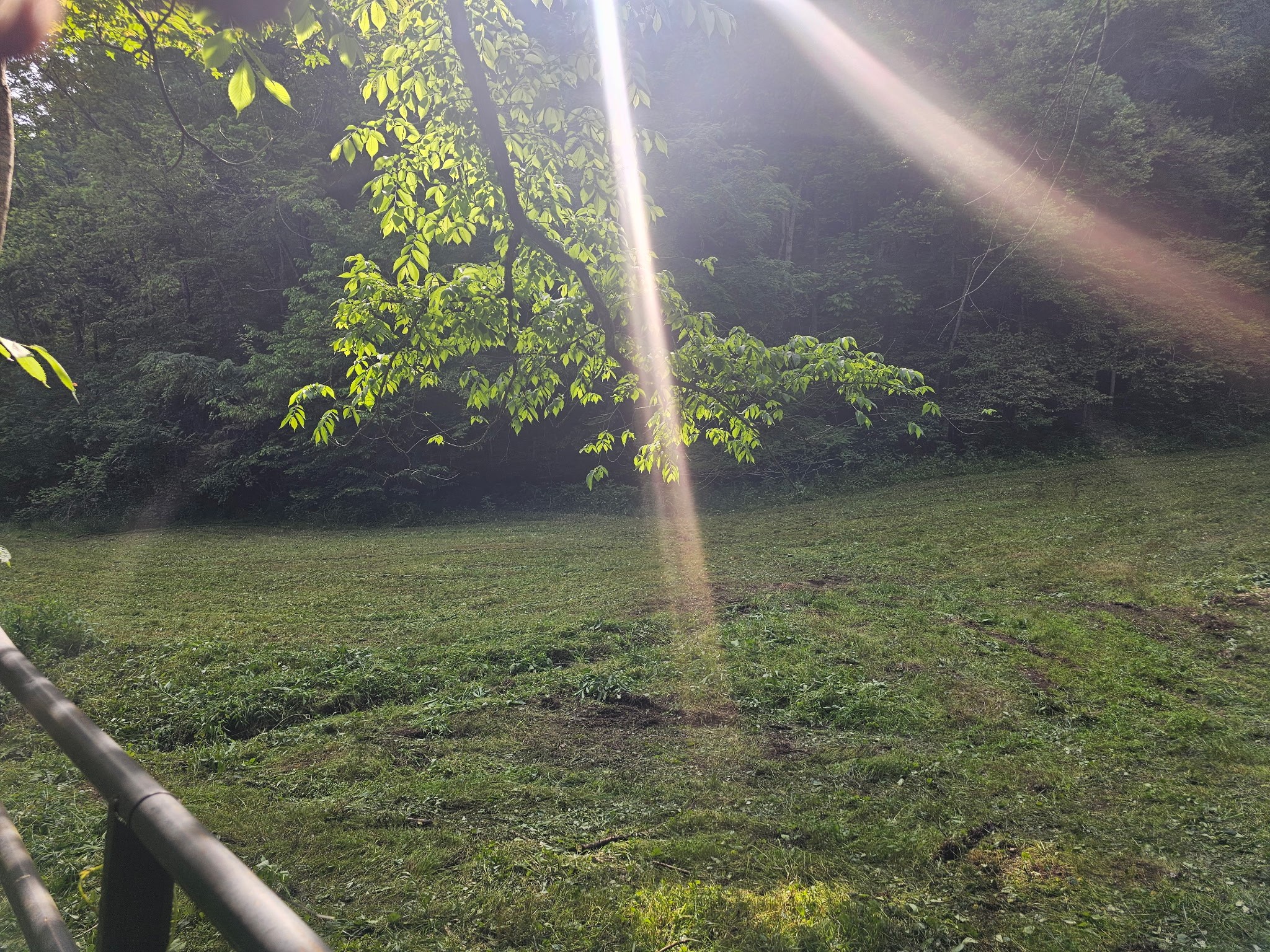 1438 Wartrace Road Pleasant Shade, TN 37145 - Photo 5 of 44 a view of a garden