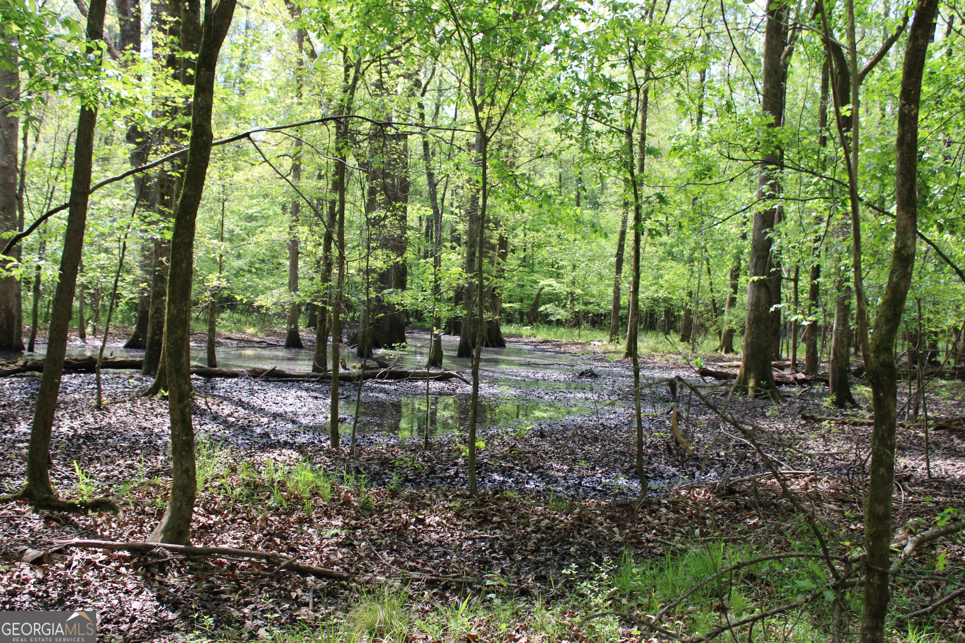 0 Ruffner Road The Rock, GA 30285 - Photo 42 of 51 a view of a forest with trees