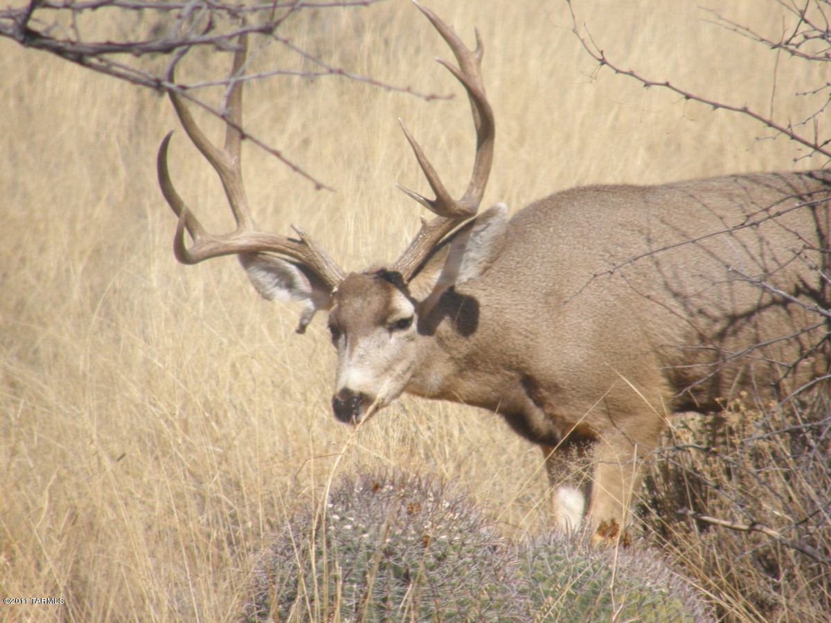 Lot 132 North Dragoon Ranch Rd Street, Unit 132 St. David, AZ 85630 - Photo 10 of 24