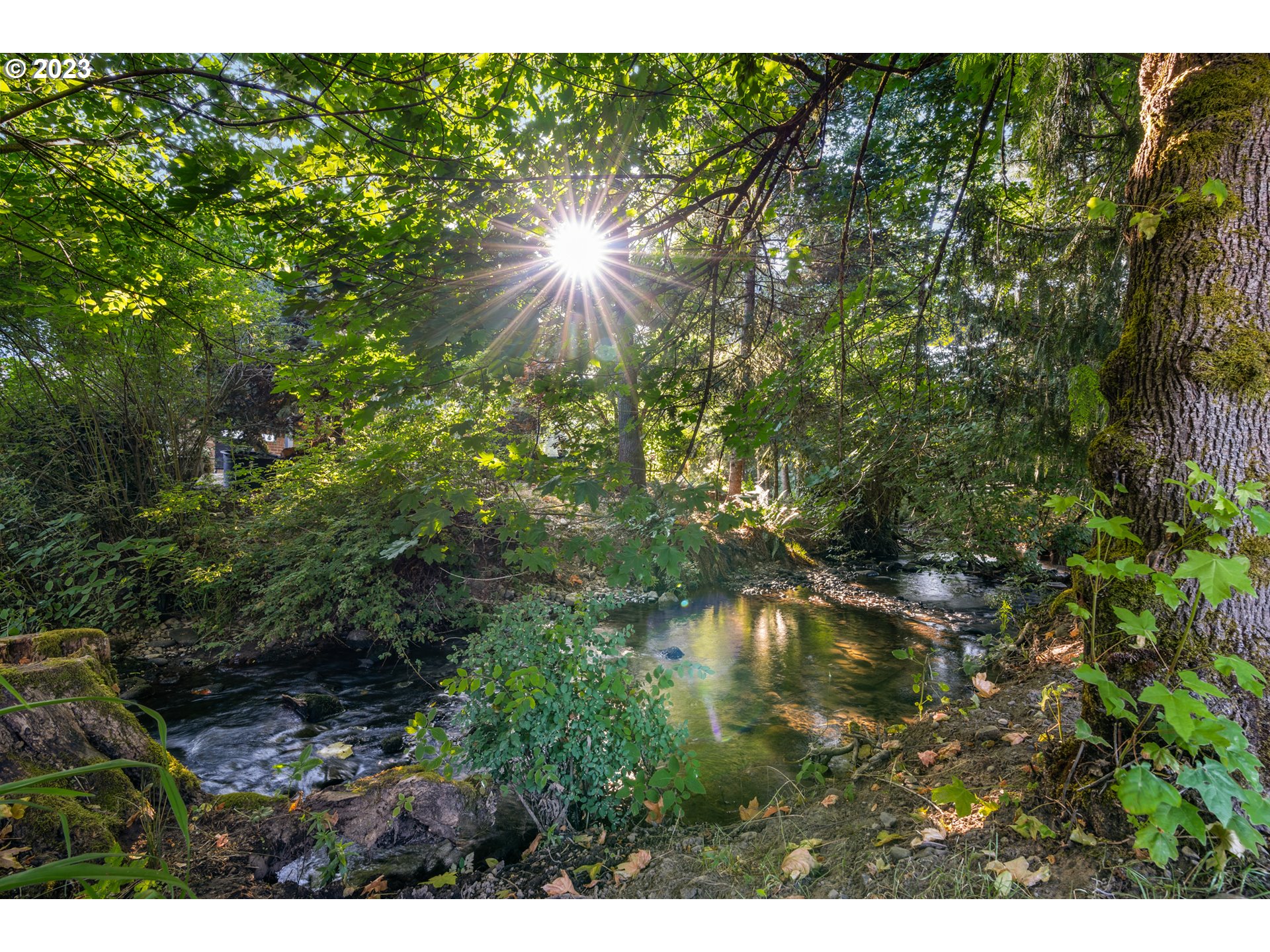 25604 Northeast Manley Road Battle Ground, WA 98604 - Photo 4 of 48 a close up of a tree in a garden