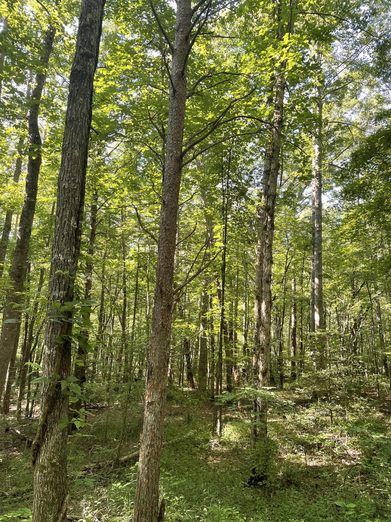 0 Cane Creek Road, Unit 44 Dunlap, TN 37327 - Photo 26 of 31 IMG_7414