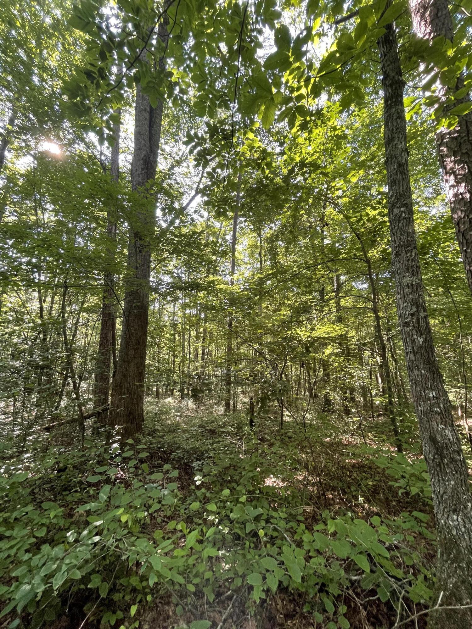0 Cane Creek Road, Unit 44 Dunlap, TN 37327 - Photo 29 of 31 IMG_7416