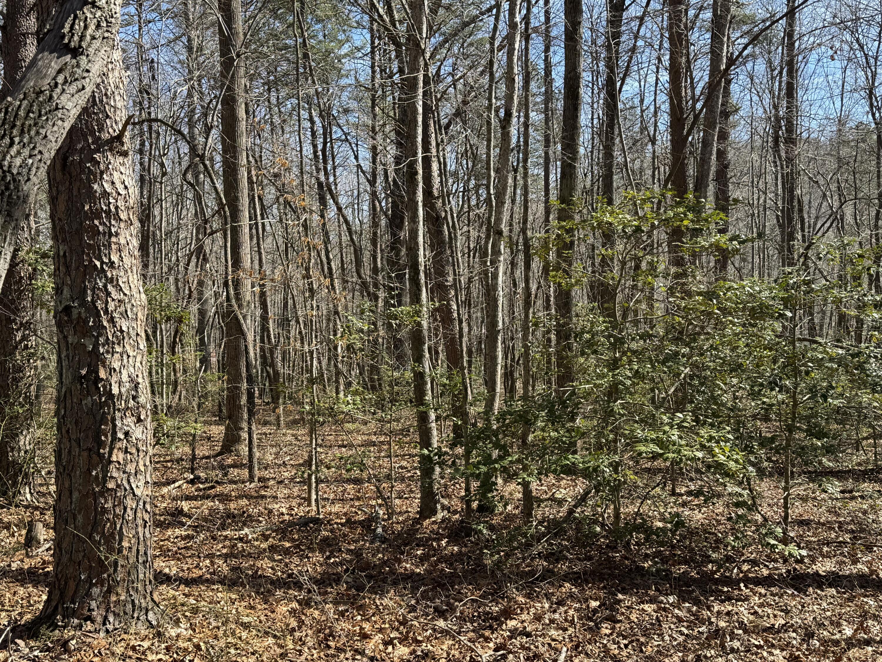 0 Cane Creek Road, Unit 44 Dunlap, TN 37327 - Photo 31 of 31 IMG_6720