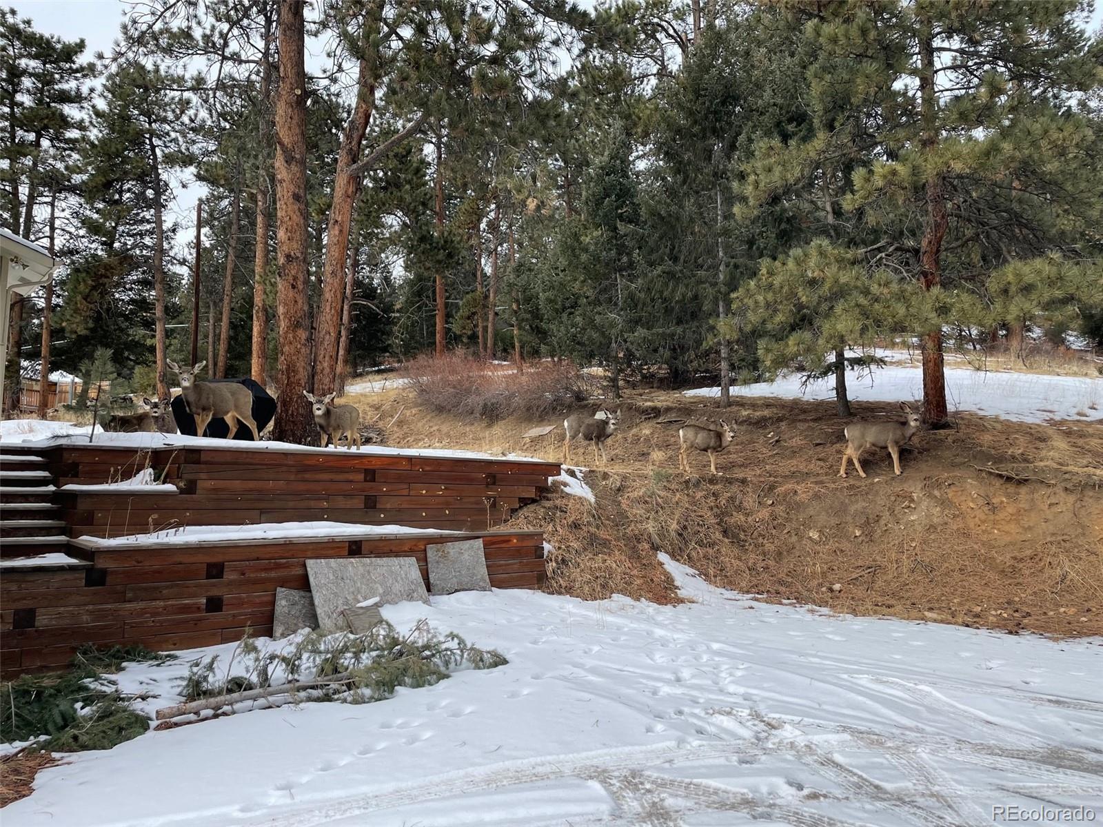 25681 Mosier Circle Conifer, CO 80433 - Photo 28 of 29 a view of a park with large trees