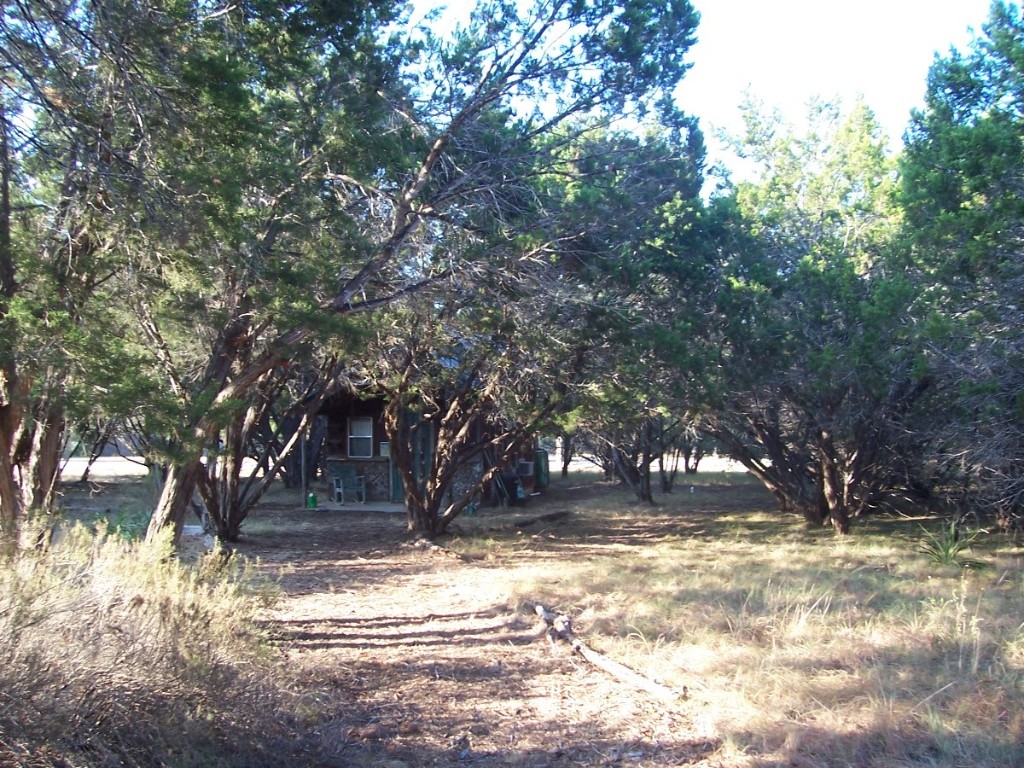 a view of yard with tree