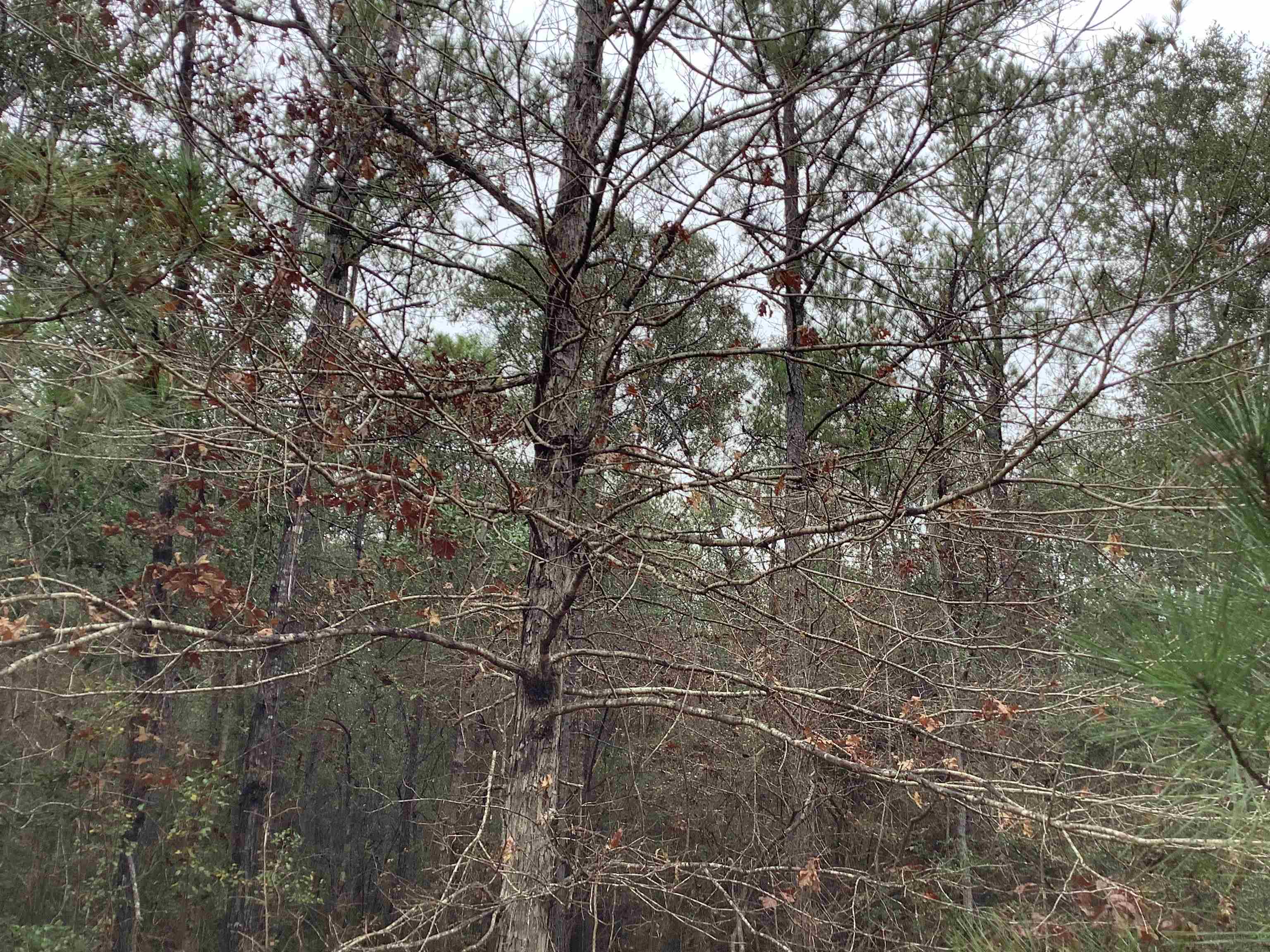 20740 Ray Armstrong Road Andalusia, AL 36421 - Photo 26 of 48 Gallery Image 26