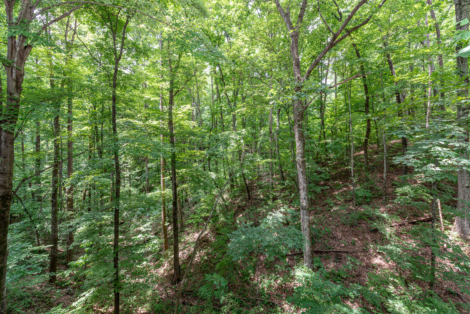2017 Plumb Ridge Road Knoxville, TN 37932 - Photo 29 of 30 DSC_3325