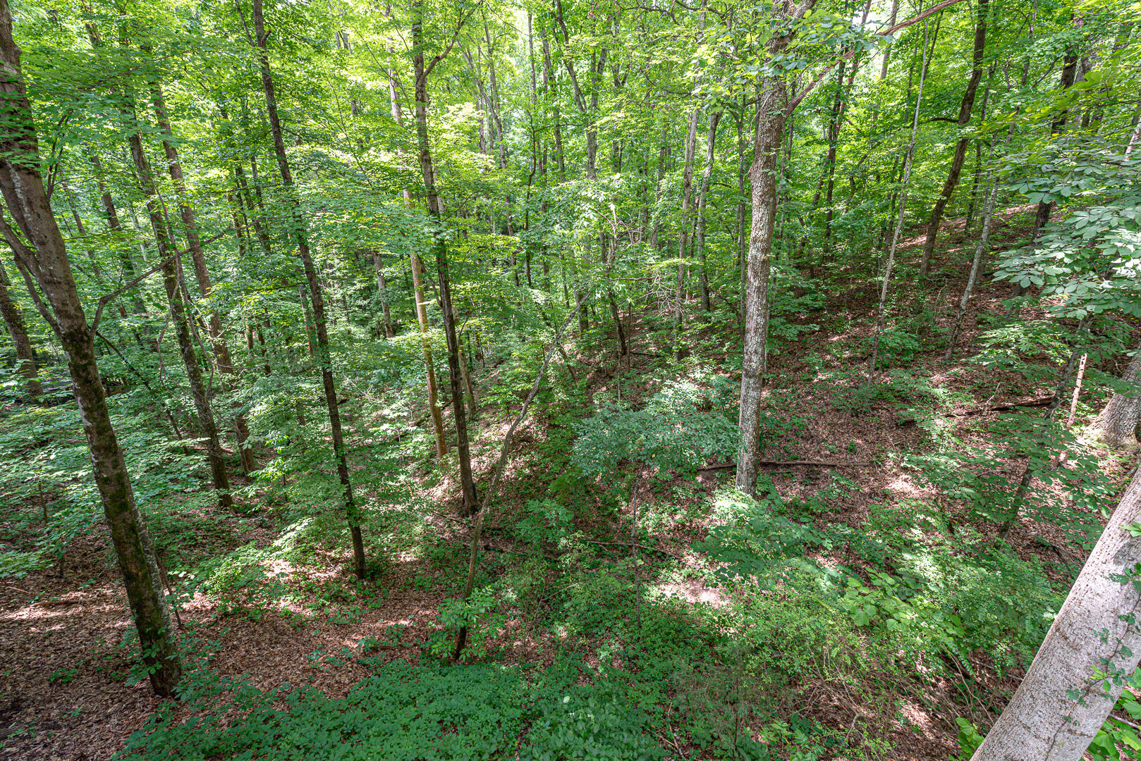 2017 Plumb Ridge Road Knoxville, TN 37932 - Photo 30 of 30 DSC_3326