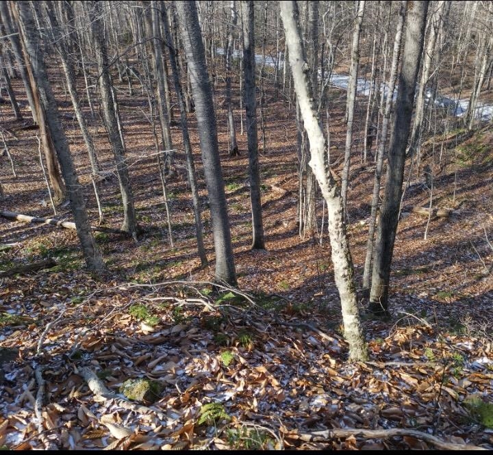 335 Coolidge Drive Washington, NH 03280 - Photo 2 of 6