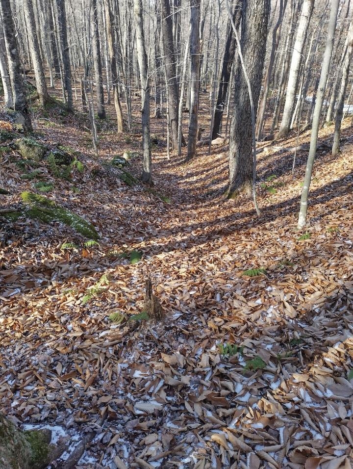 335 Coolidge Drive Washington, NH 03280 - Photo 3 of 6