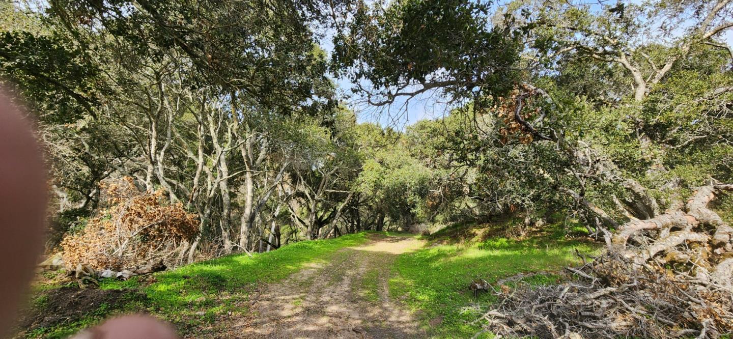 0 Salinas Road San Juan Bautista, CA 95045 - Photo 19 of 20 a view of a yard with a tree