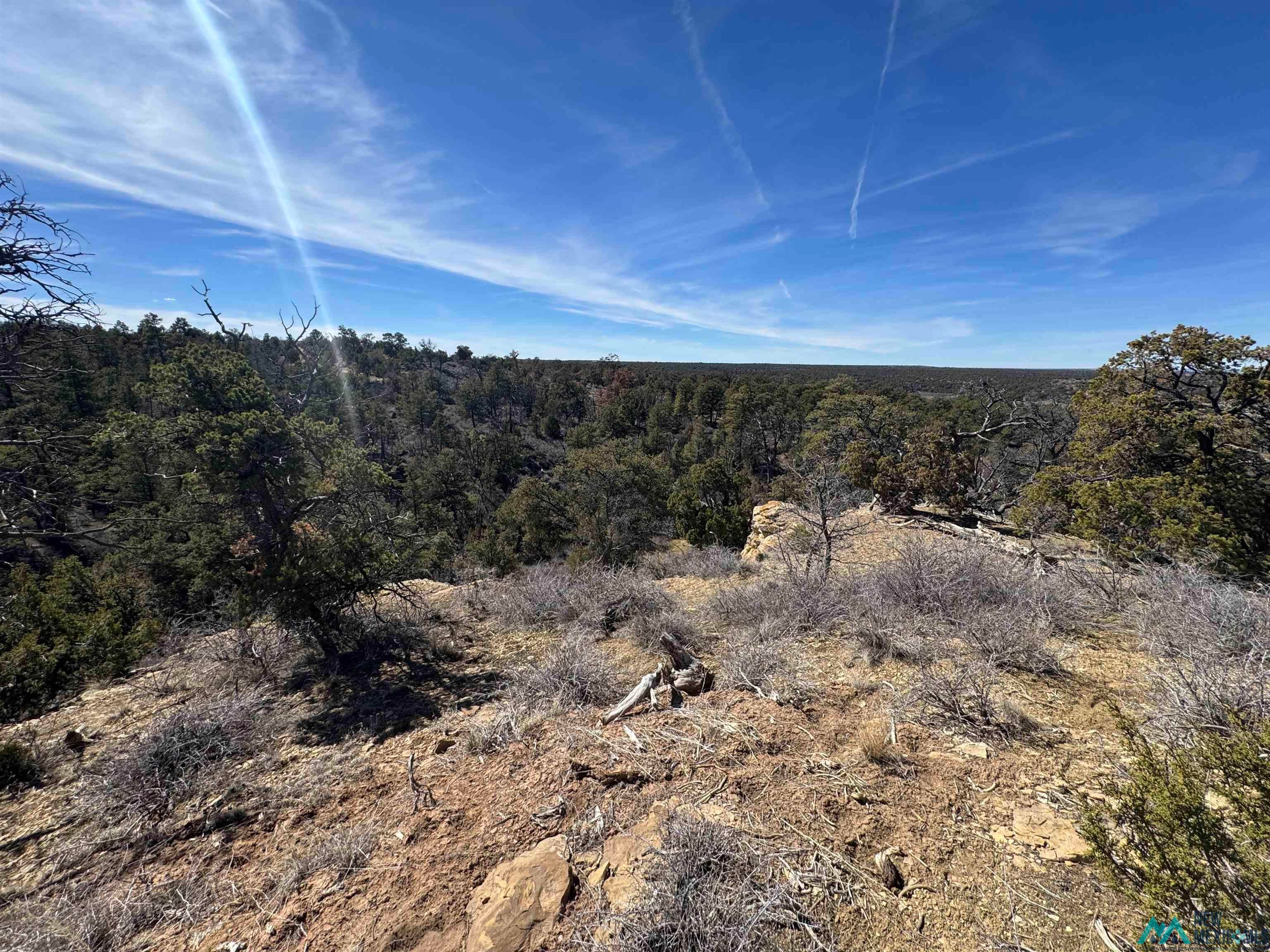 0 Panther Road Gallup, NM 87301 - Photo 4 of 19 View of wooded area