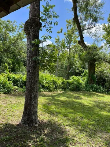 a view of a garden with a tree