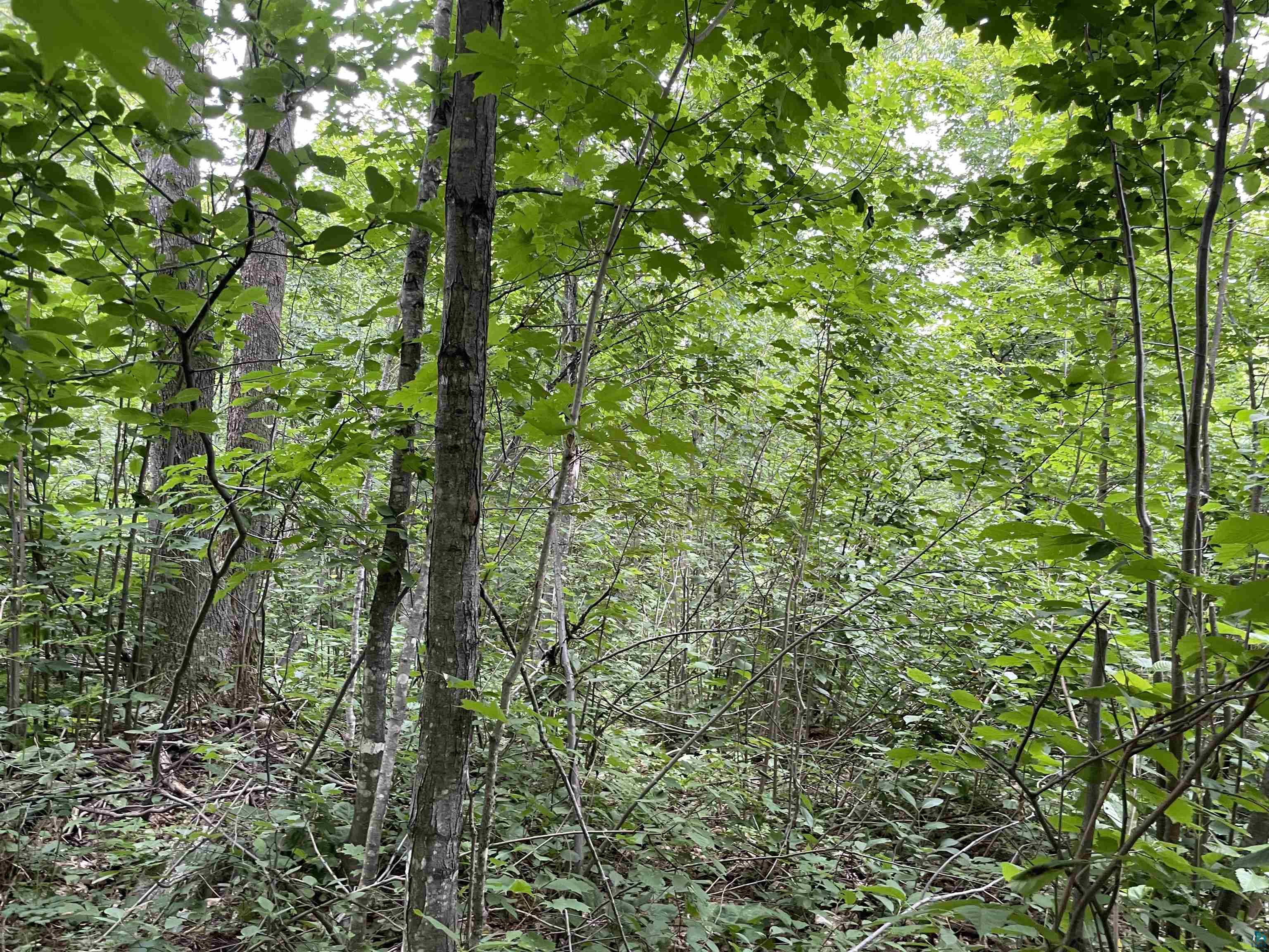 Lot 3-block Jonvick Ridge Lutsen, MN 55612 - Photo 7 of 11
