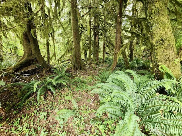 $124,997 | 0 Dowan Creek Road, Forks, WA 98331